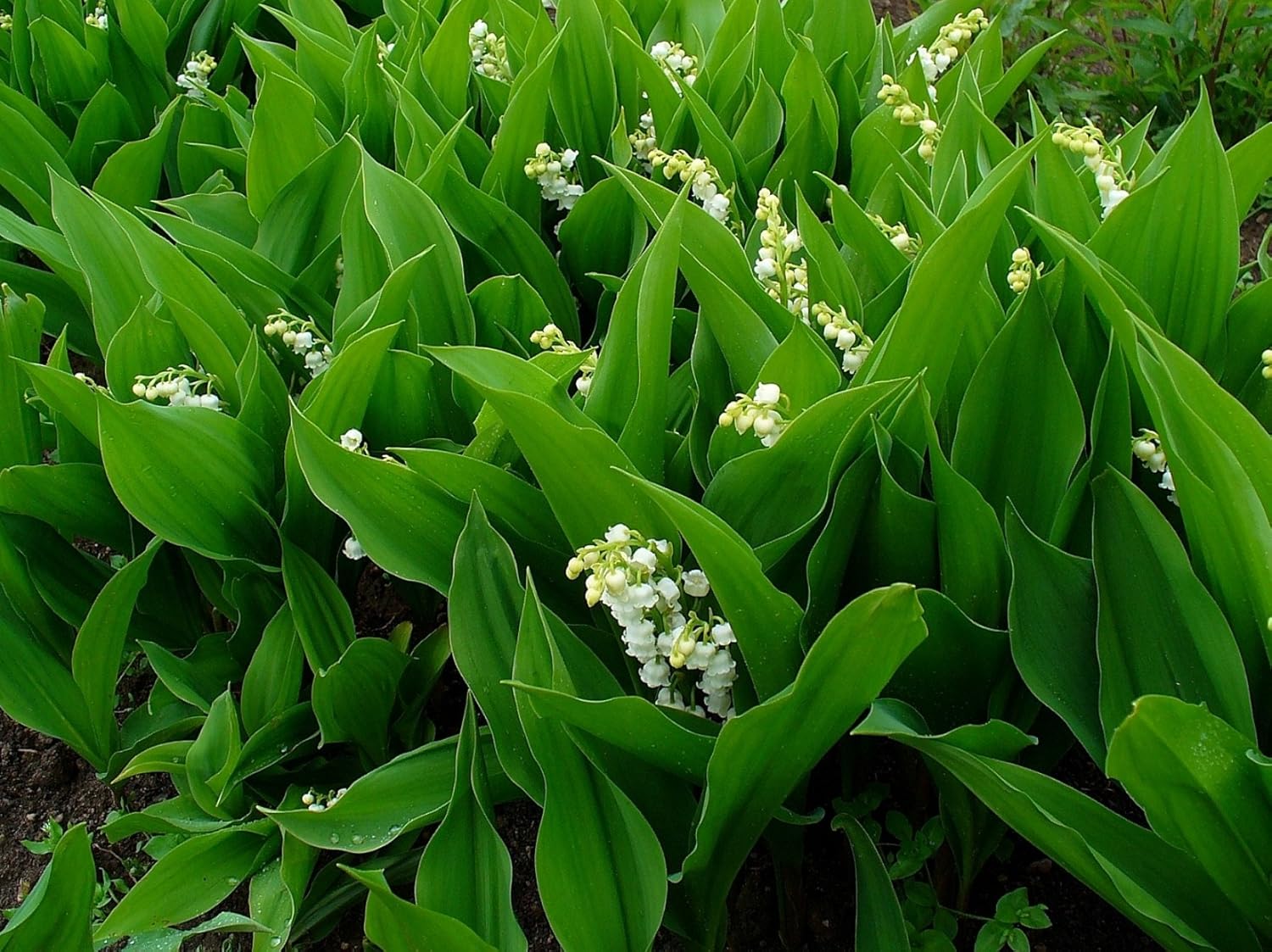 Convallaria majalis / Maiglöckchen