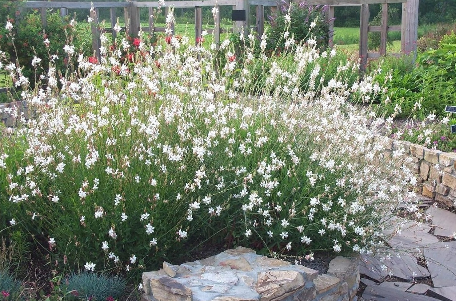 Gaura lindheimeri 'Whirling Butterflies‘ / Weiße Prachtkerze