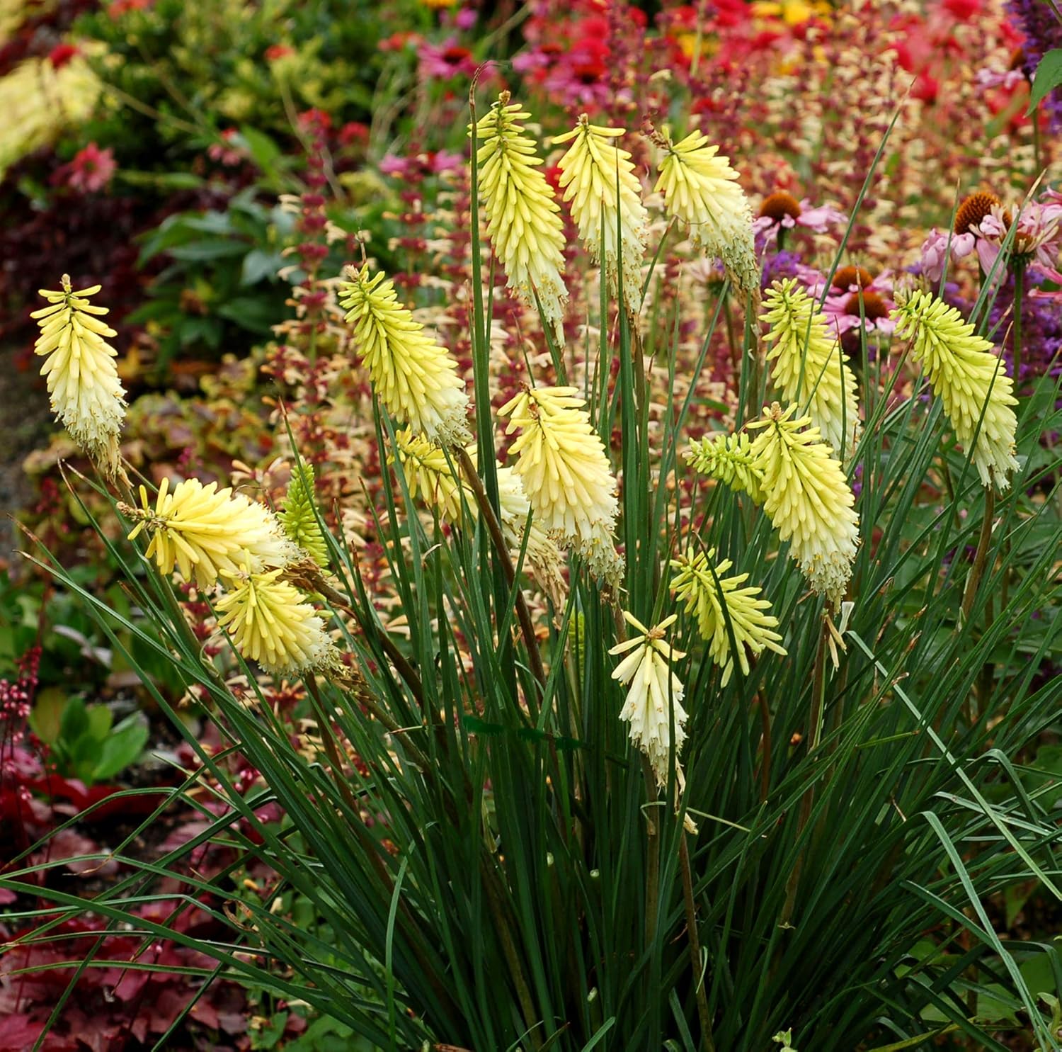 Kniphofia 'Pineapple Popsicle’ / Gelbe Fackellilie - Tritome