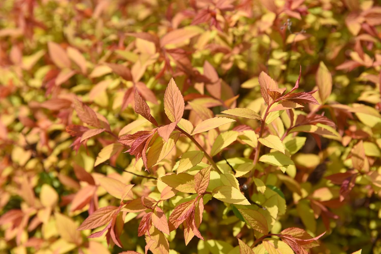 Spiraea japonica 'Golden Princess' / Gelbe Zwergspiere