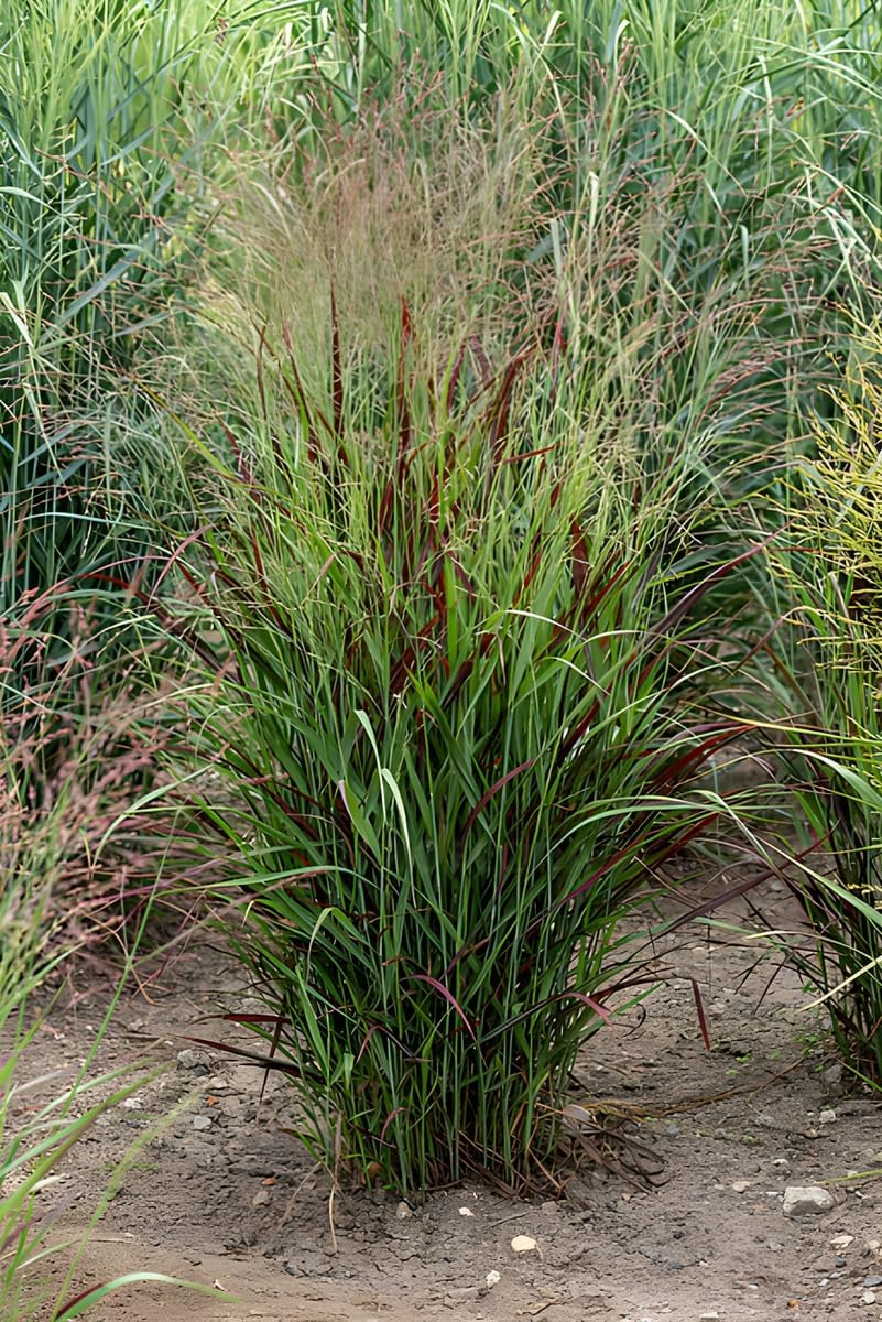 Panicum virgatum 'Cardinal' / Rote Rutenhirse