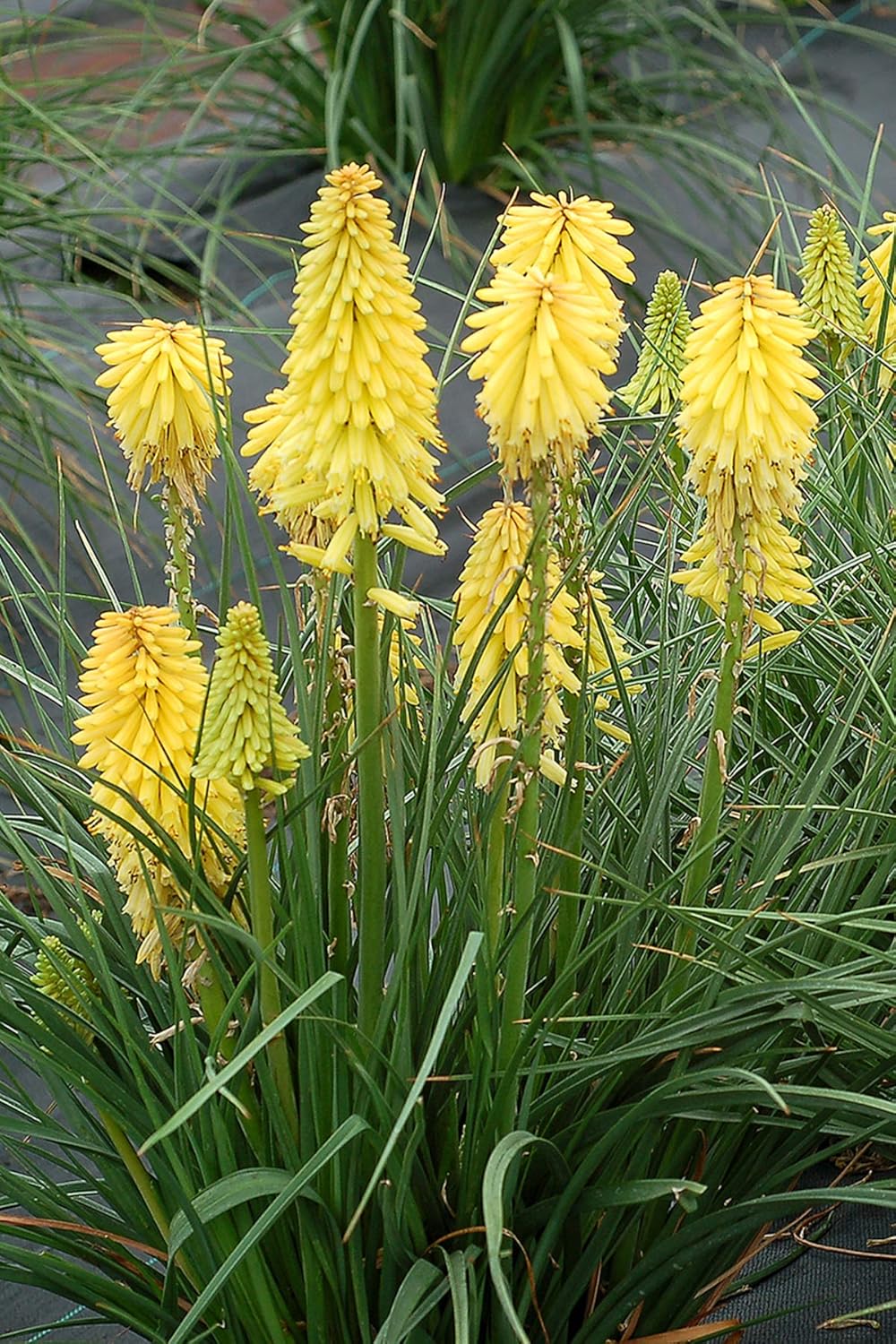 Kniphofia 'Lemon Popsicle’ / Gelbe Fackellilie - Tritome