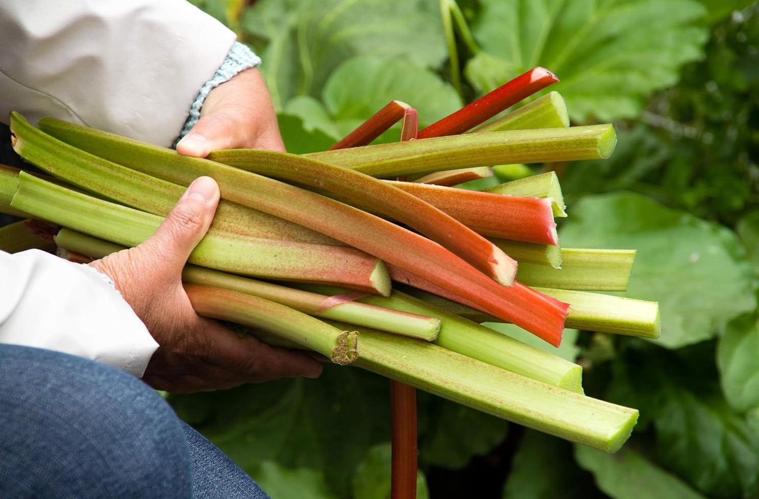 Rheum rhabarbarum 'Sutton's Seedles‘ / Rhabarber