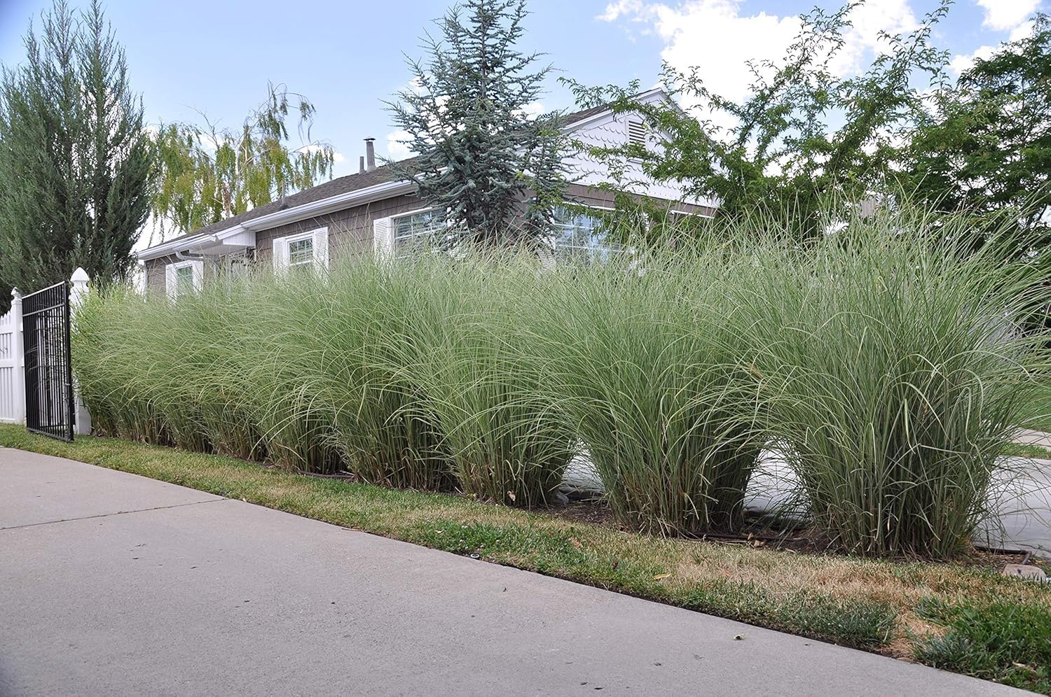 Miscanthus sinensis 'Morning Light' / Buntes Chinaschilf