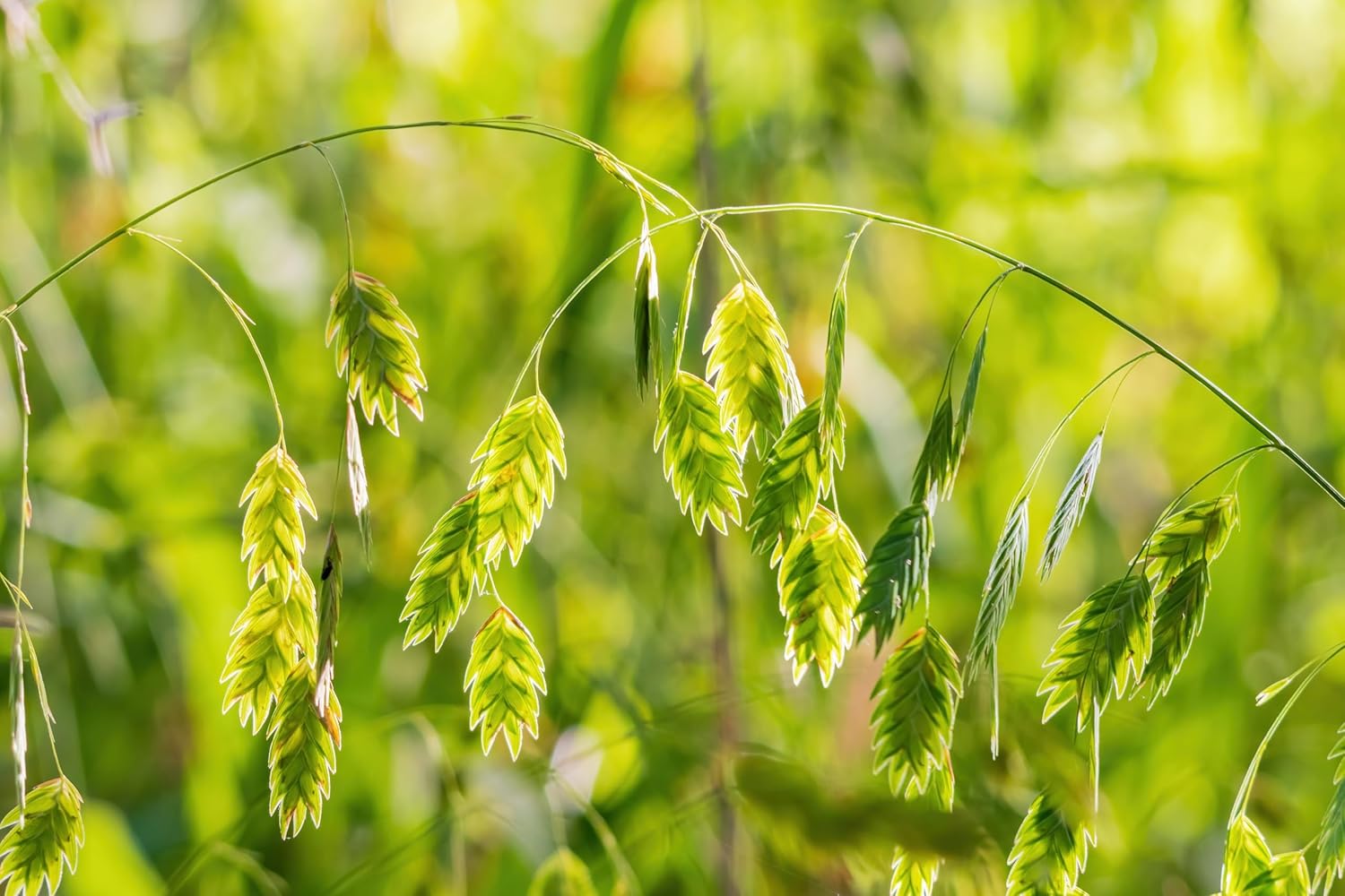 Chasmanthium latifolium / Plattährengras