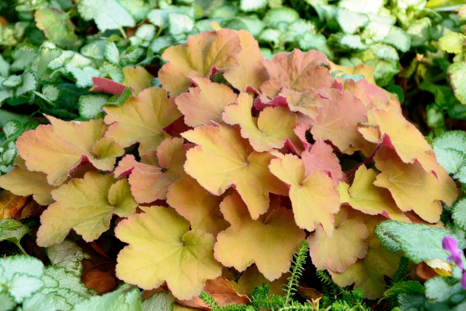 Heuchera Hybride 'Caramel' / Purpurglöckchen
