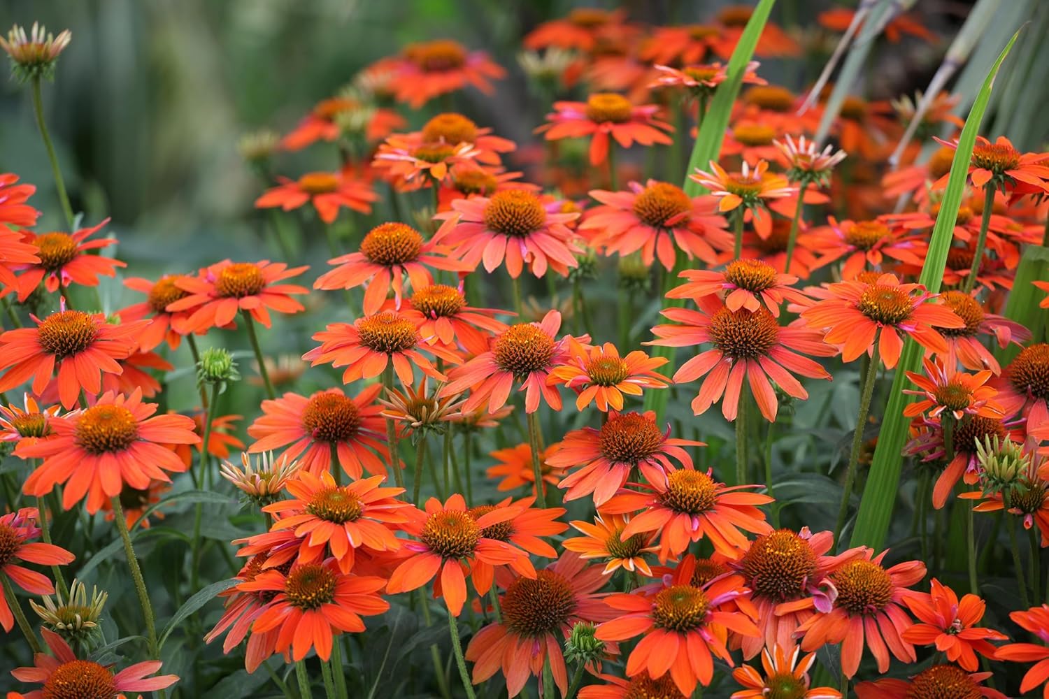 Echinacea purpurea ‚Lakota Orange' / Scheinsonnenhut