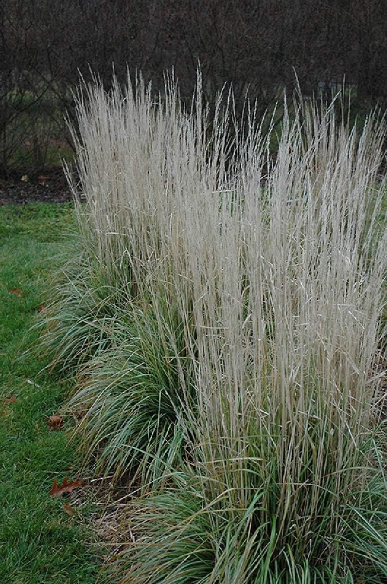 Calamagrostis acutiflora 'Avalanche'/ Buntes Reitgras