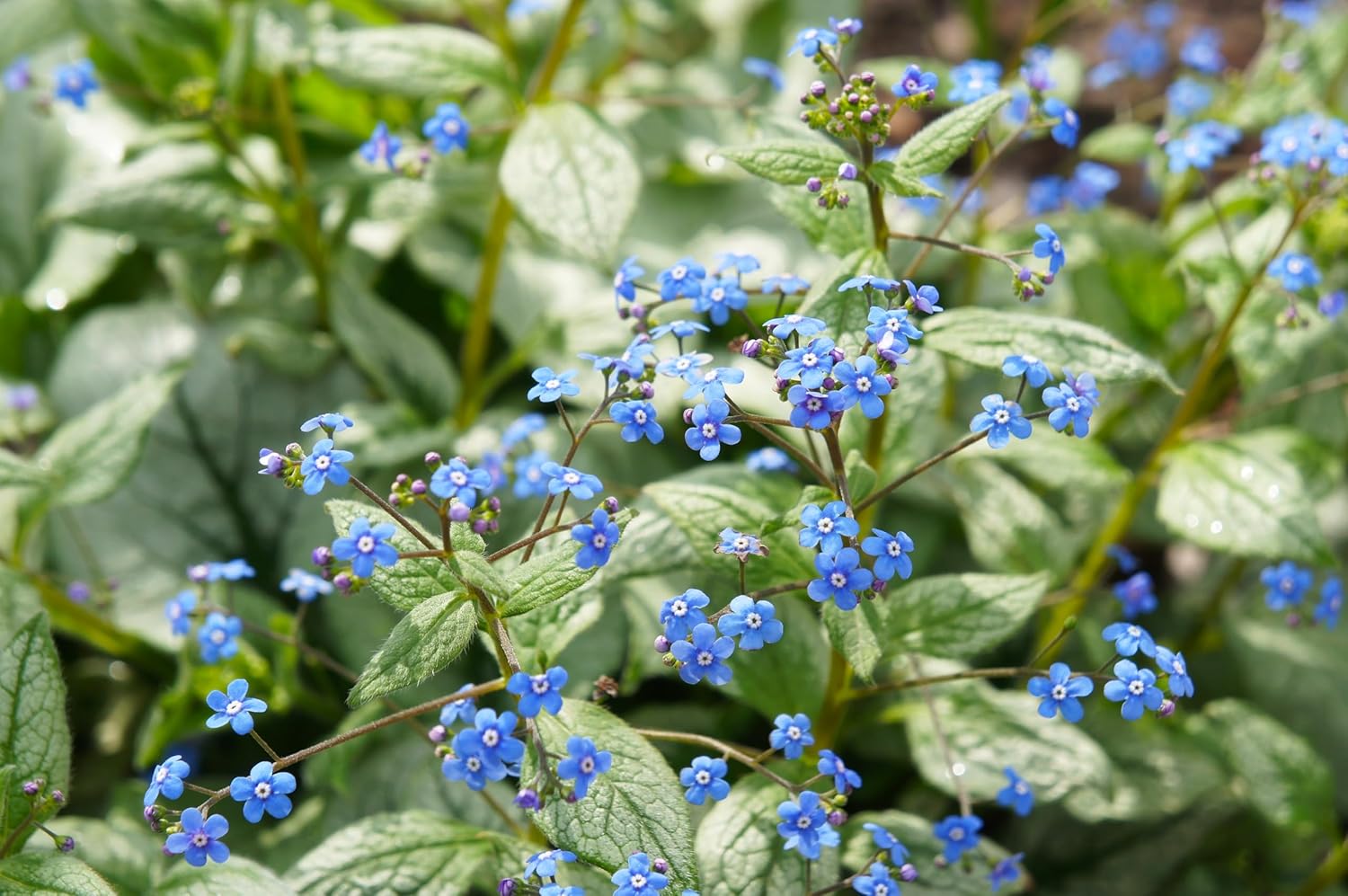 Brunnera macrophylla 'Jack Frost‘ / Kaukasus Vergissmeinnicht