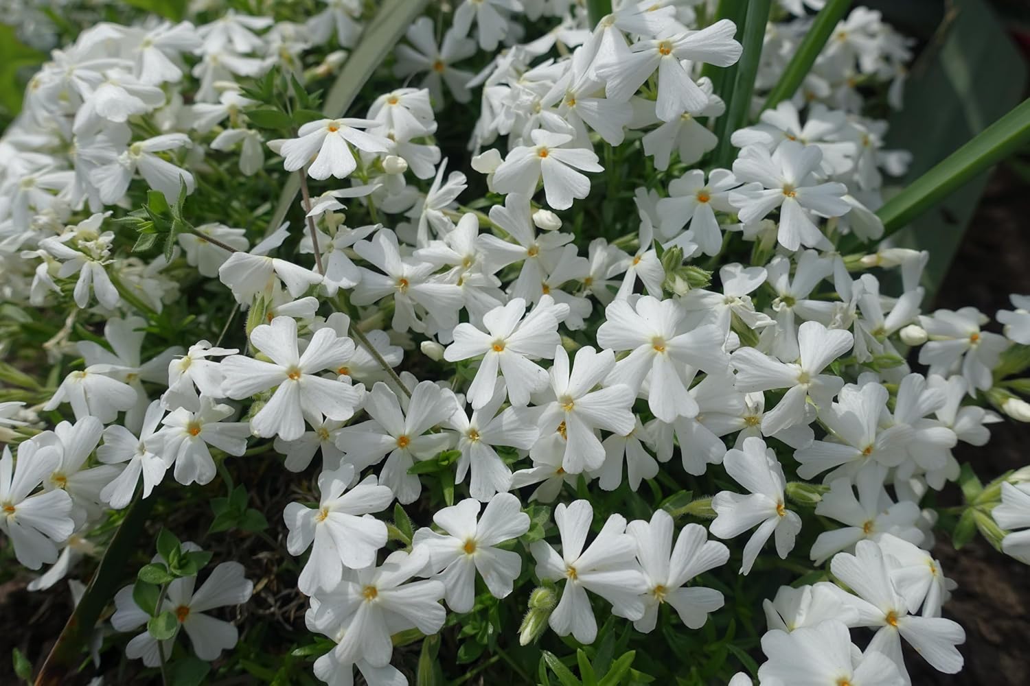 Phlox subulata 'White Delight' / Weißer Polster-Phlox