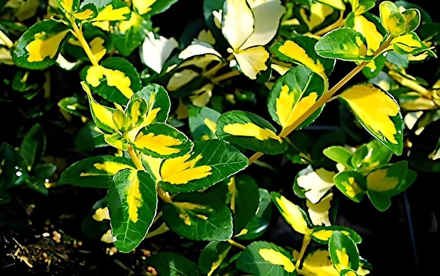 Euonymus fortunei ’Sunspot‘ / Gelbbunte Kriechspindel