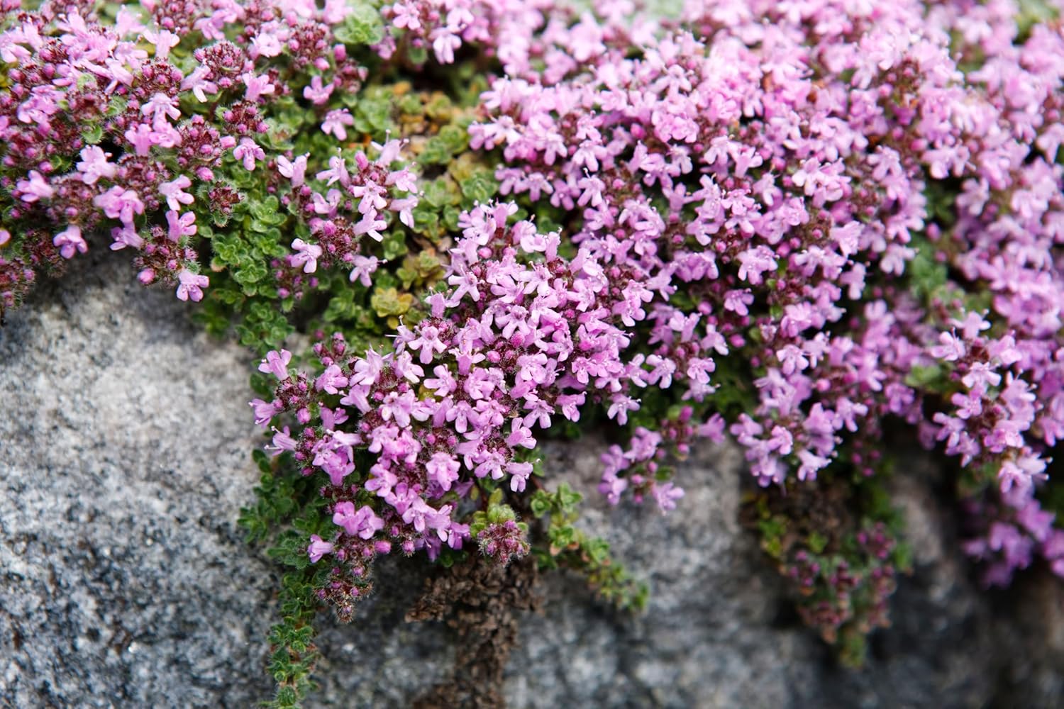 Thymus praecox 'Pseudolanuginosus' / Wolliger Thymian