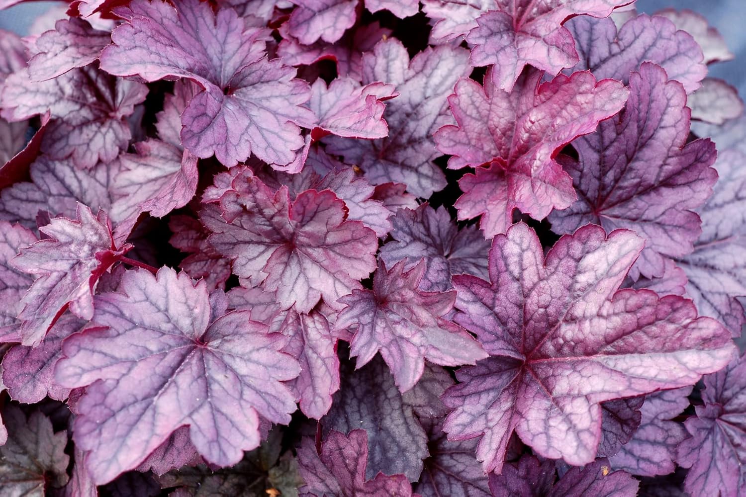 Heuchera Hybride 'Shanghai' / Lila Purpurglöckchen