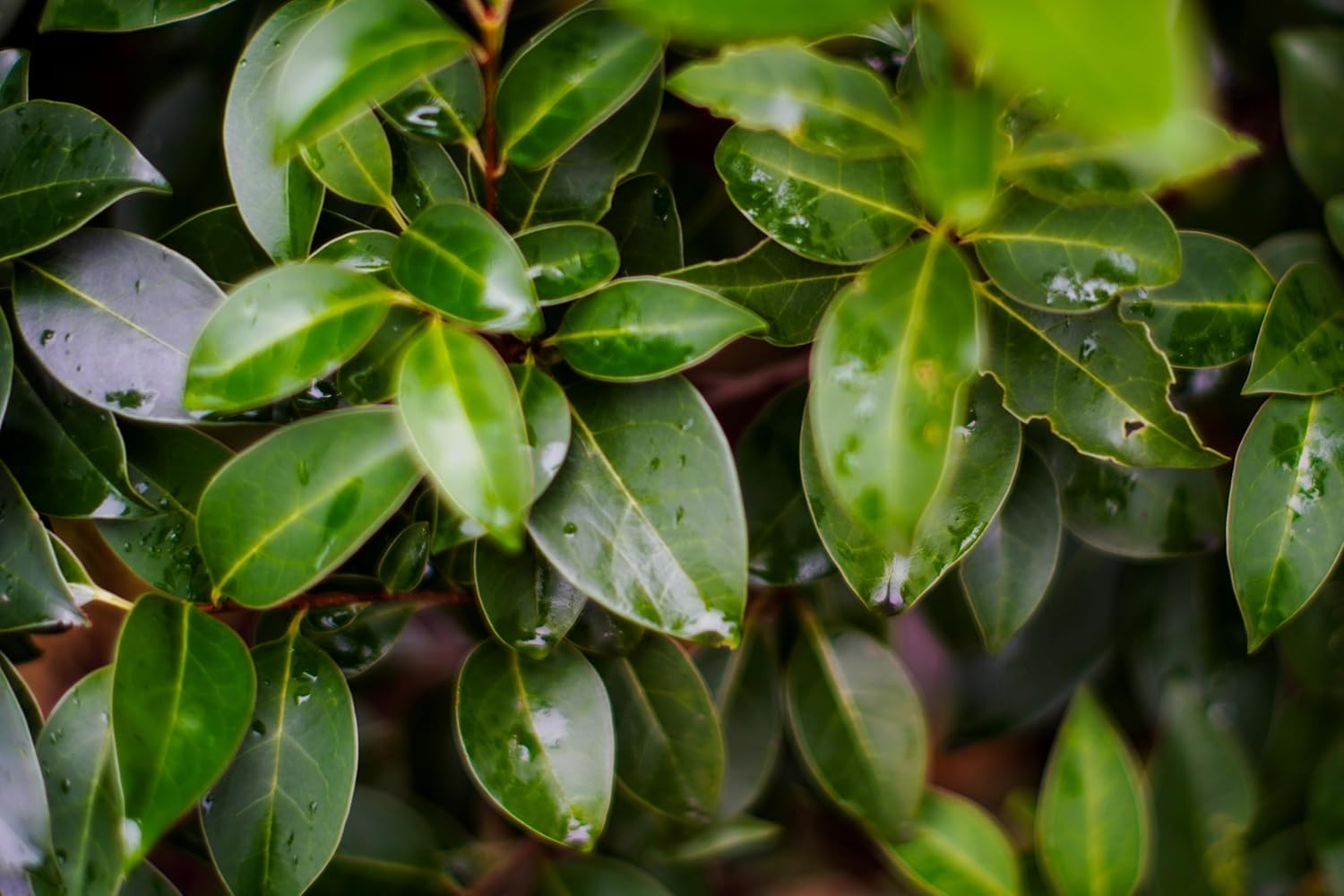 Ligustrum lucidum / Glänzender Liguster