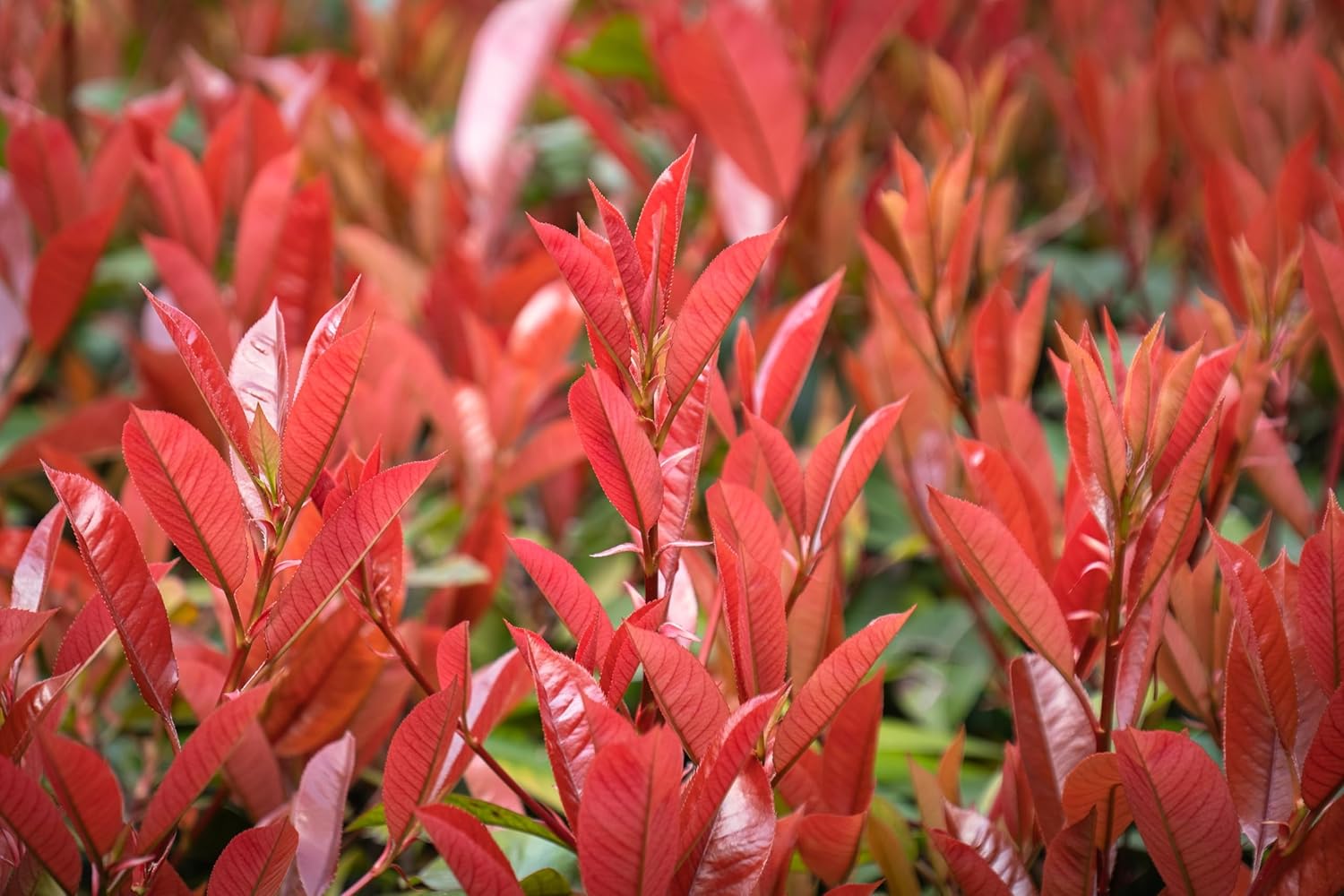 Photinia fraseri 'Red Robin' / Rote Glanzmispel