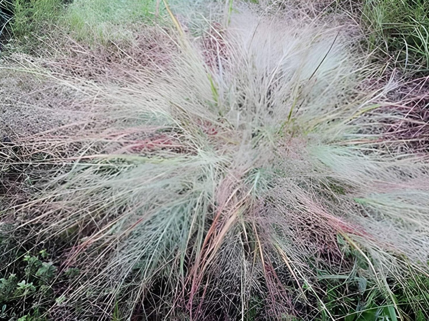 Eragrostis elliottii 'Blue Eros‘ / Blaues Liebesgras