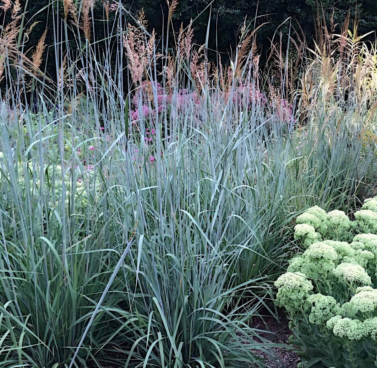 Sorghastrum nutans 'Indian Steel‘ / Indianer Gras