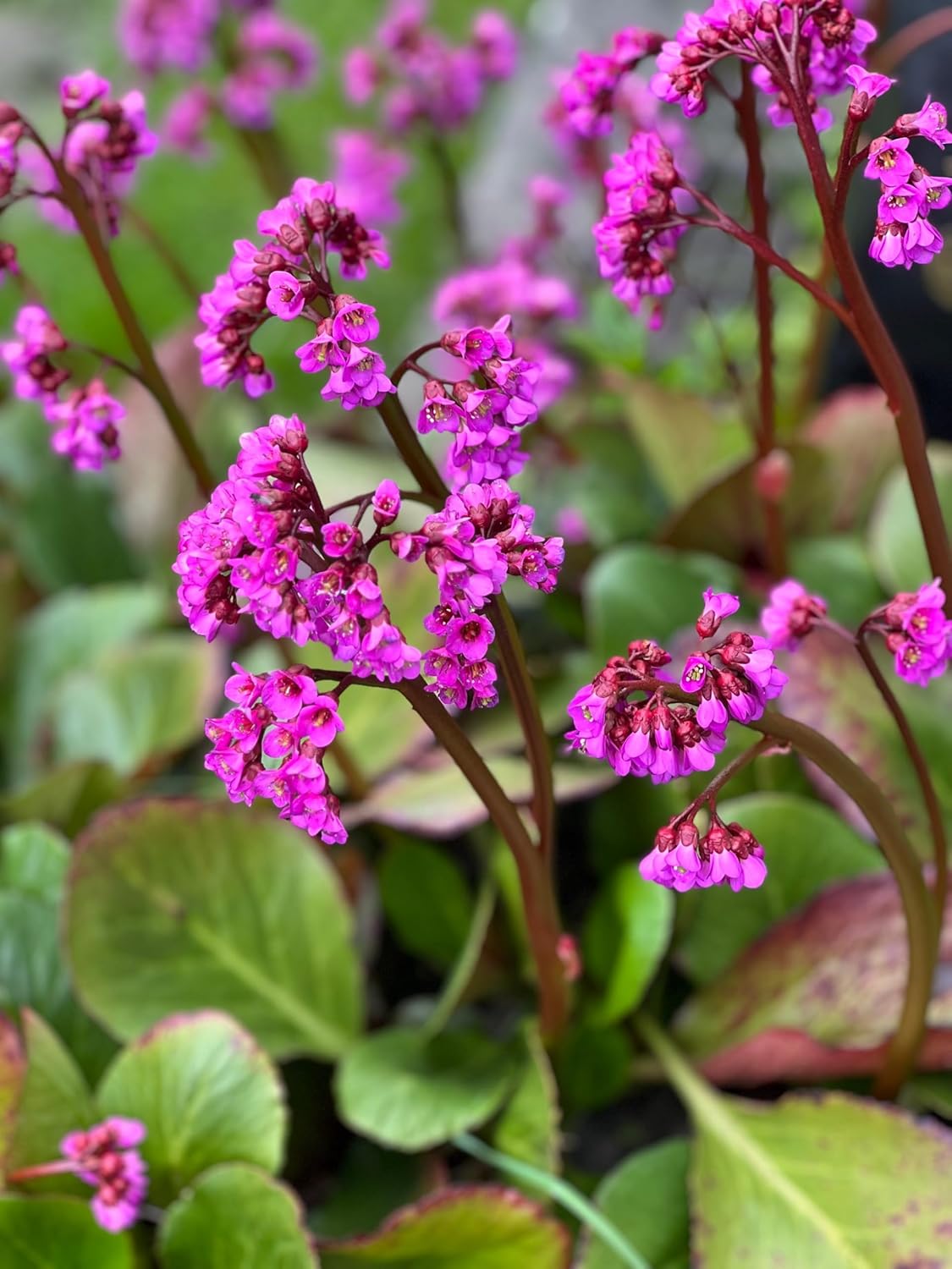 Bergenia cordifolia 'Erotica' / Bergenie