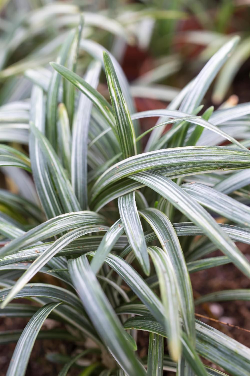 Ophiopogon japonicus 'Silver Dragon' / Bunter Japanischer Schlangenbart
