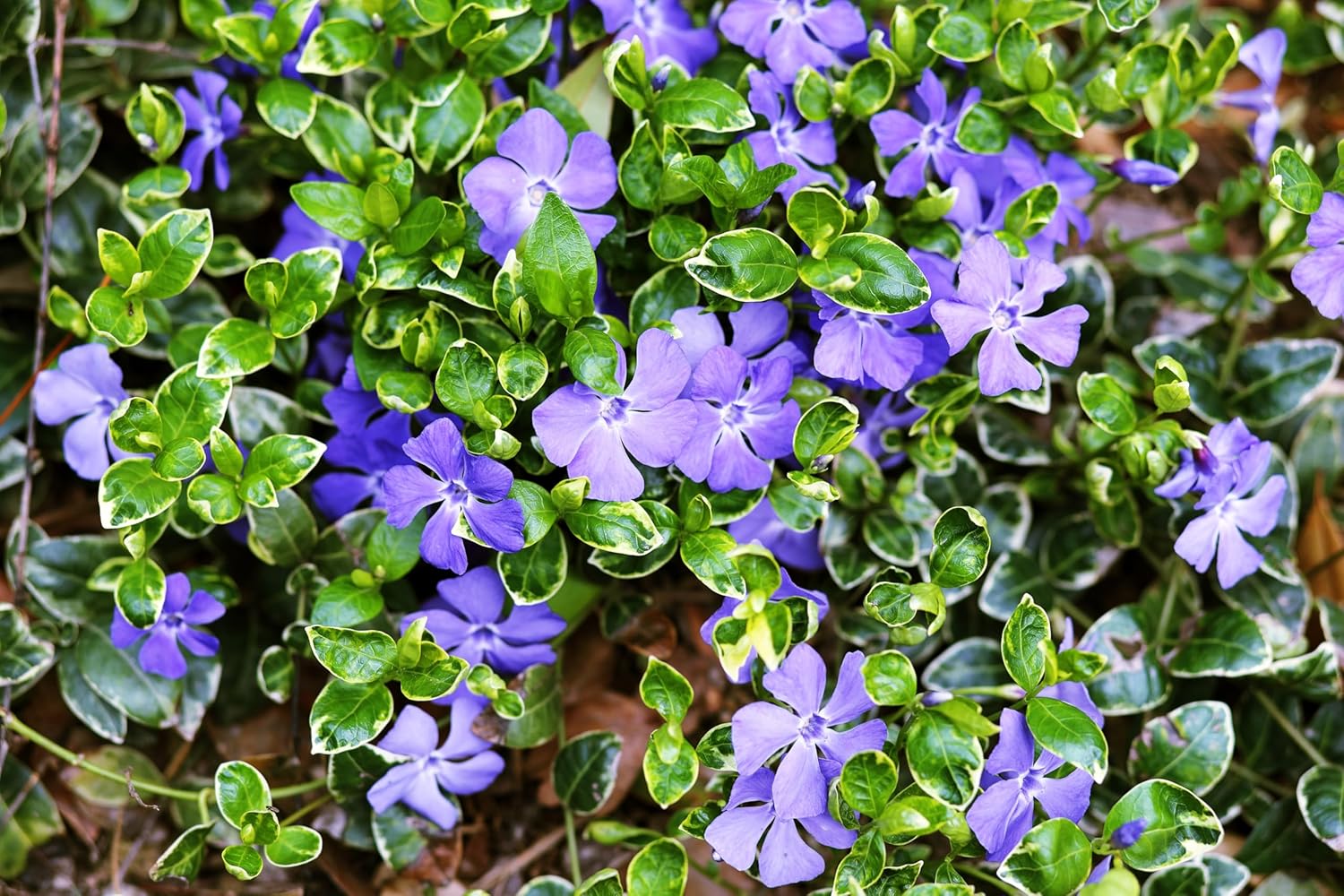 Vinca minor 'Ralph Shugert' / Kleines Immergrün