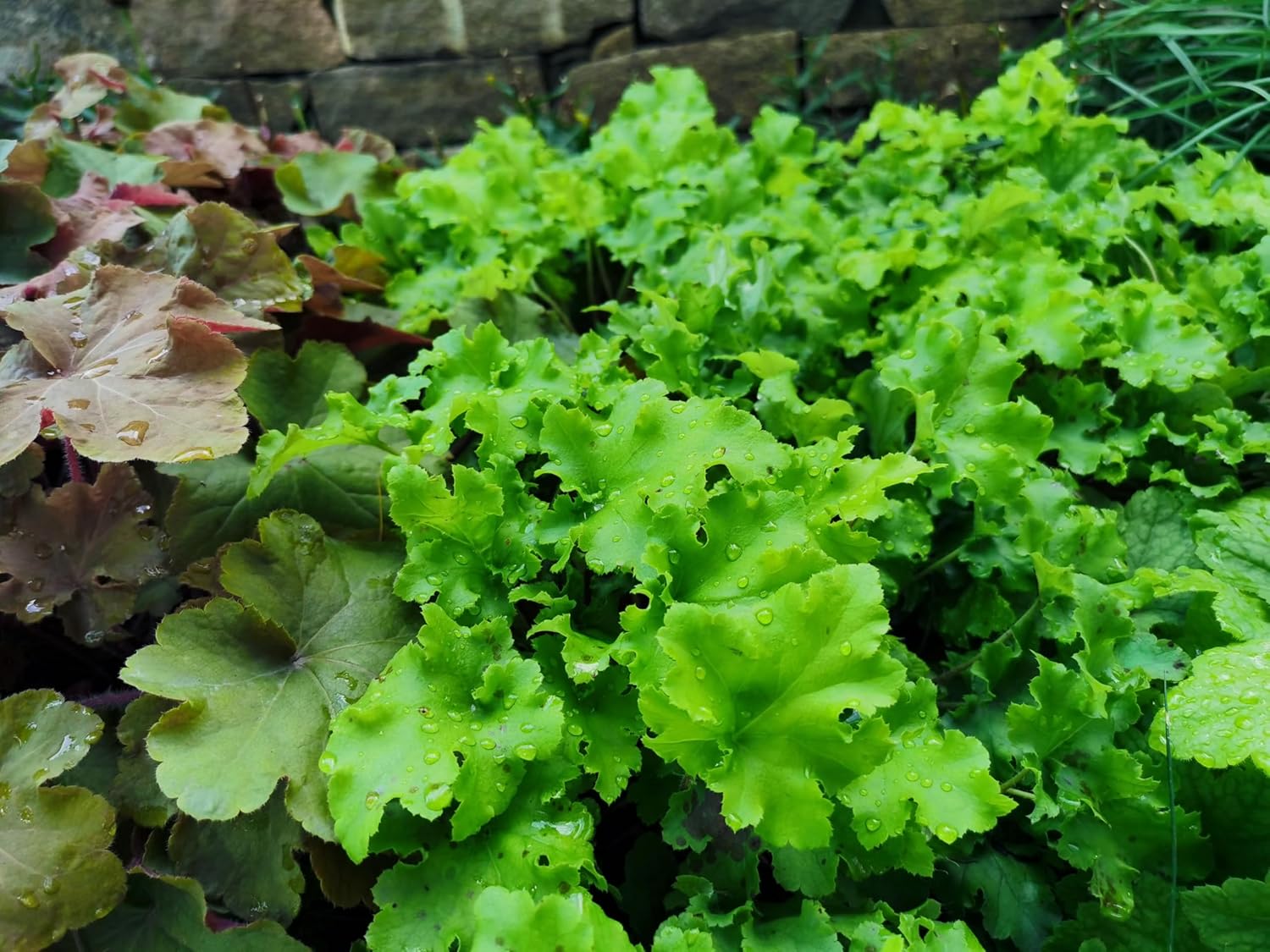 Heuchera Hybride 'Lime Marmalade' / Purpurglöckchen