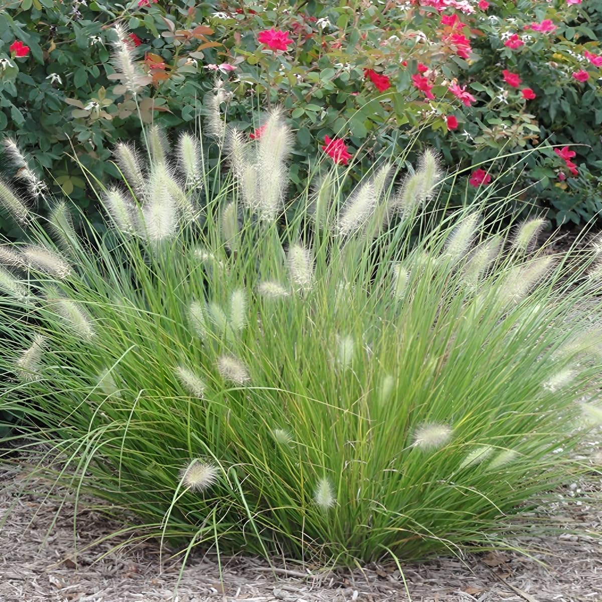 Pennisetum alopecuroides 'Little Honey' / Zwerg Lampenputzergras