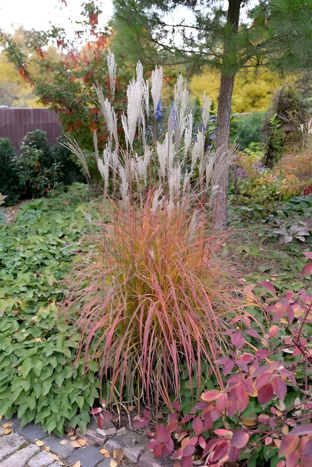 Miscanthus sinensis 'Little Miss' / kleines rotes Chinaschilf