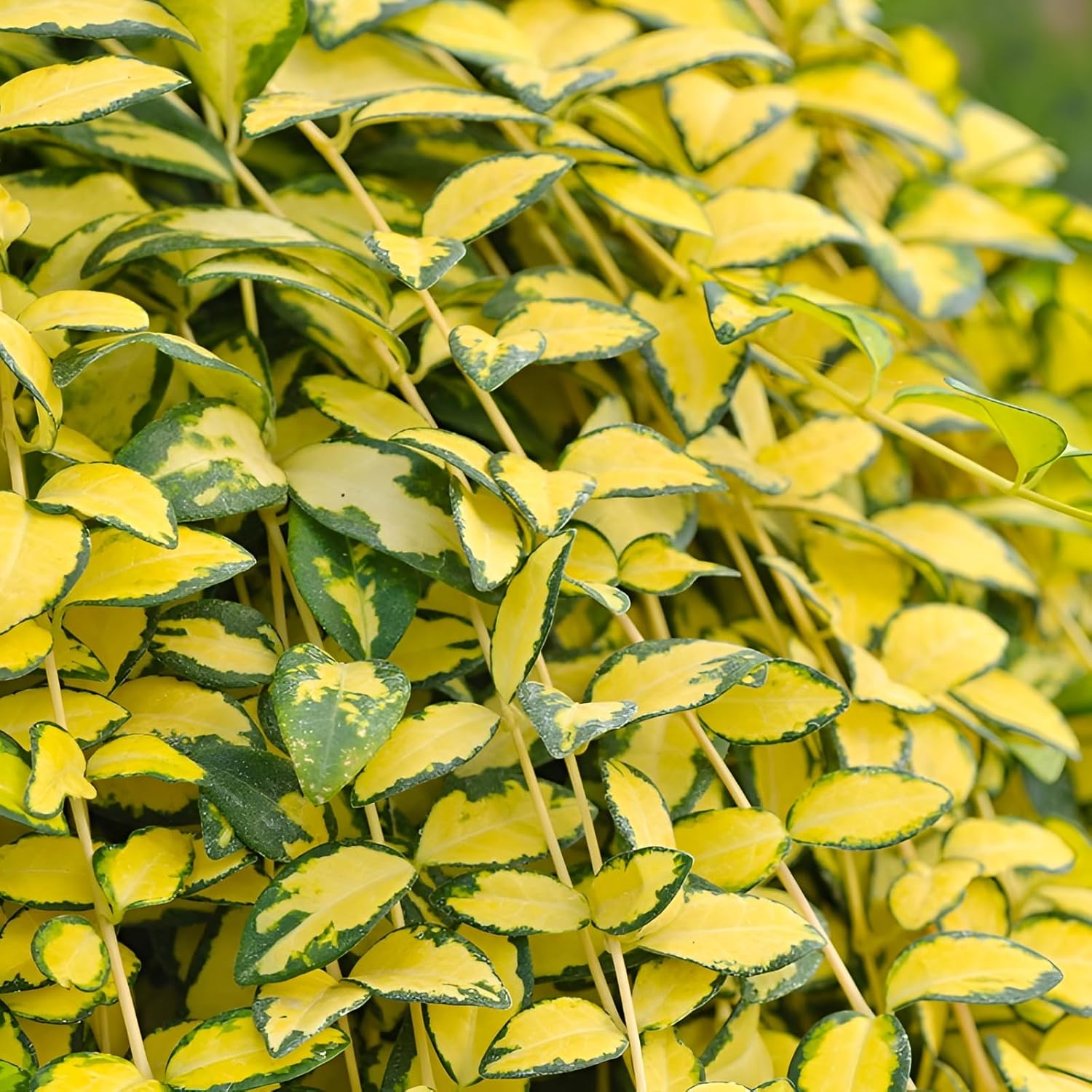 Vinca minor 'Imagine' - 'lumination‘ / Kleines Immergrün