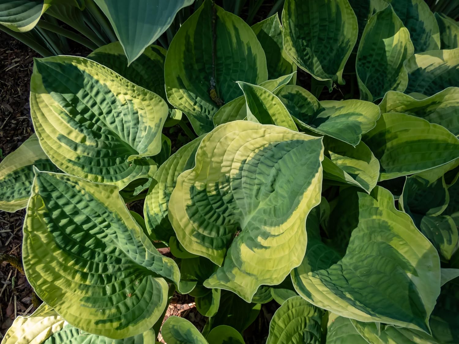 Hosta sieboldiana 'Wide Brim' / Funkie