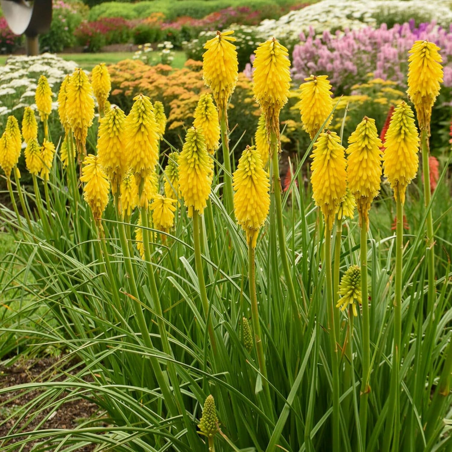 Kniphofia 'Banana Popsicle’ / Gelbe Fackellilie - Tritome
