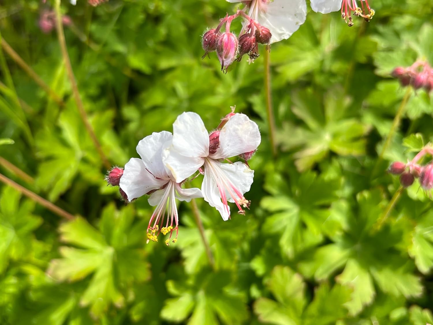 Geranium macrorrhizum 'Spessart' / Balkan Storchenschnabel