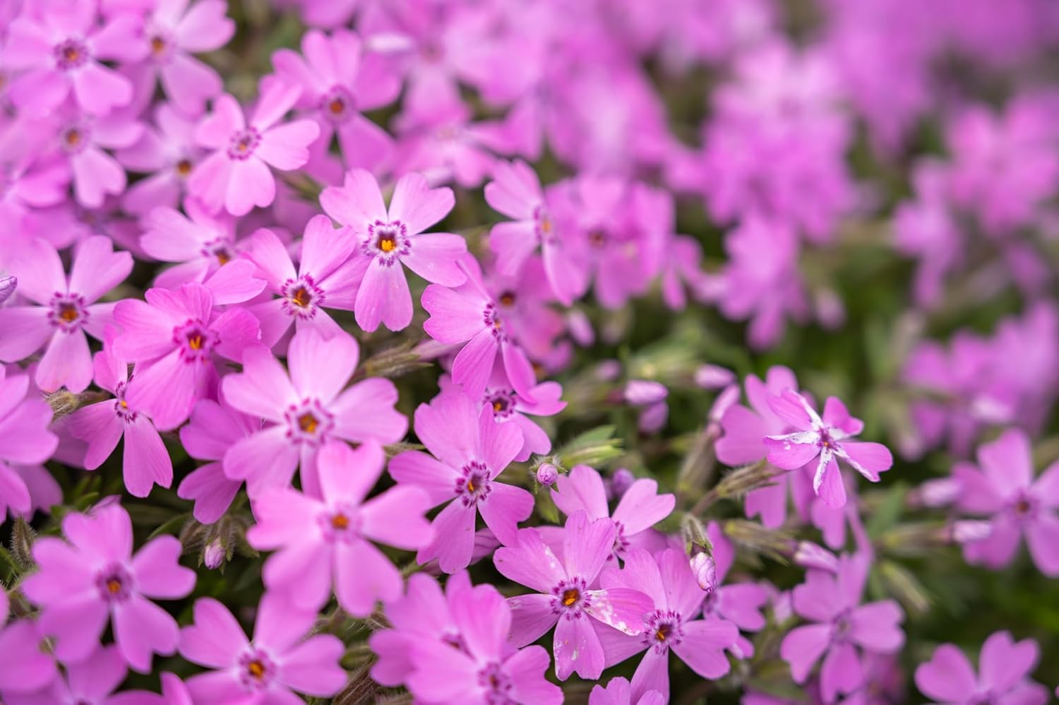 Phlox subulata 'Fabulous Rose' / Rosa Polster-Phlox