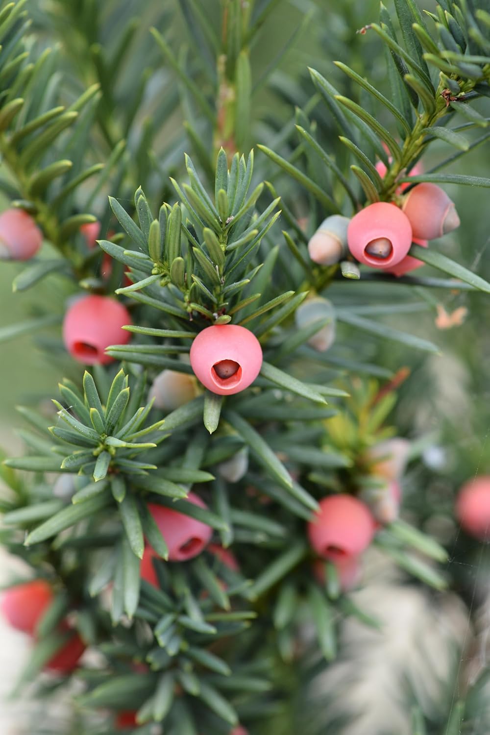 Taxus media 'Hicksii' / Becher-Eibe