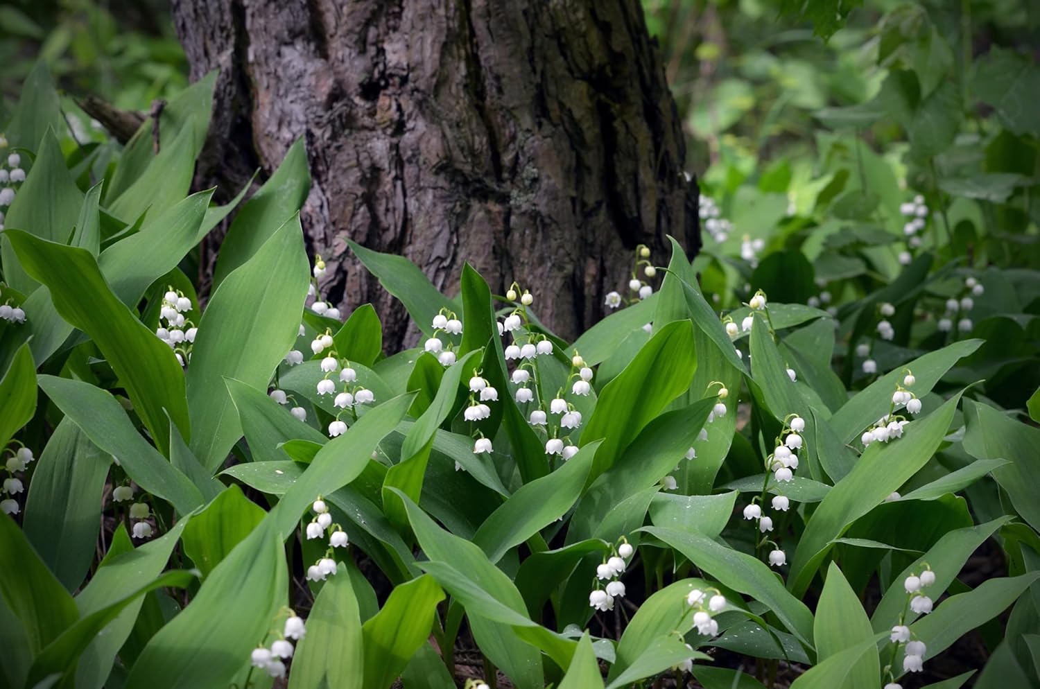 Convallaria majalis / Maiglöckchen