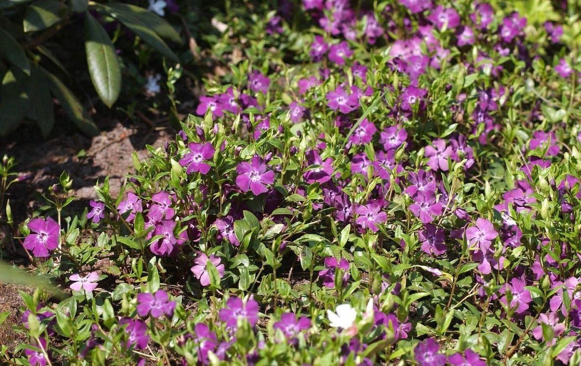 Vinca minor 'Rubra' / 'Atropurpurea'/ Kleines Immergrün
