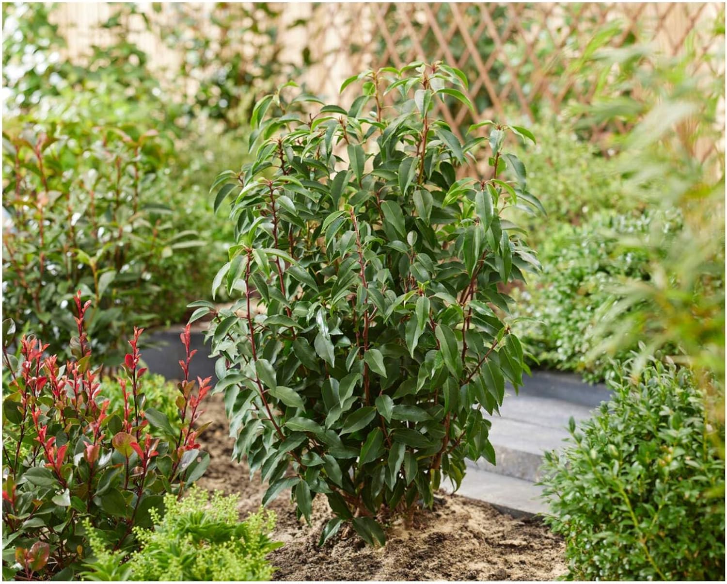 Prunus lusitanica / Portugiesischer Kirschlorbeer