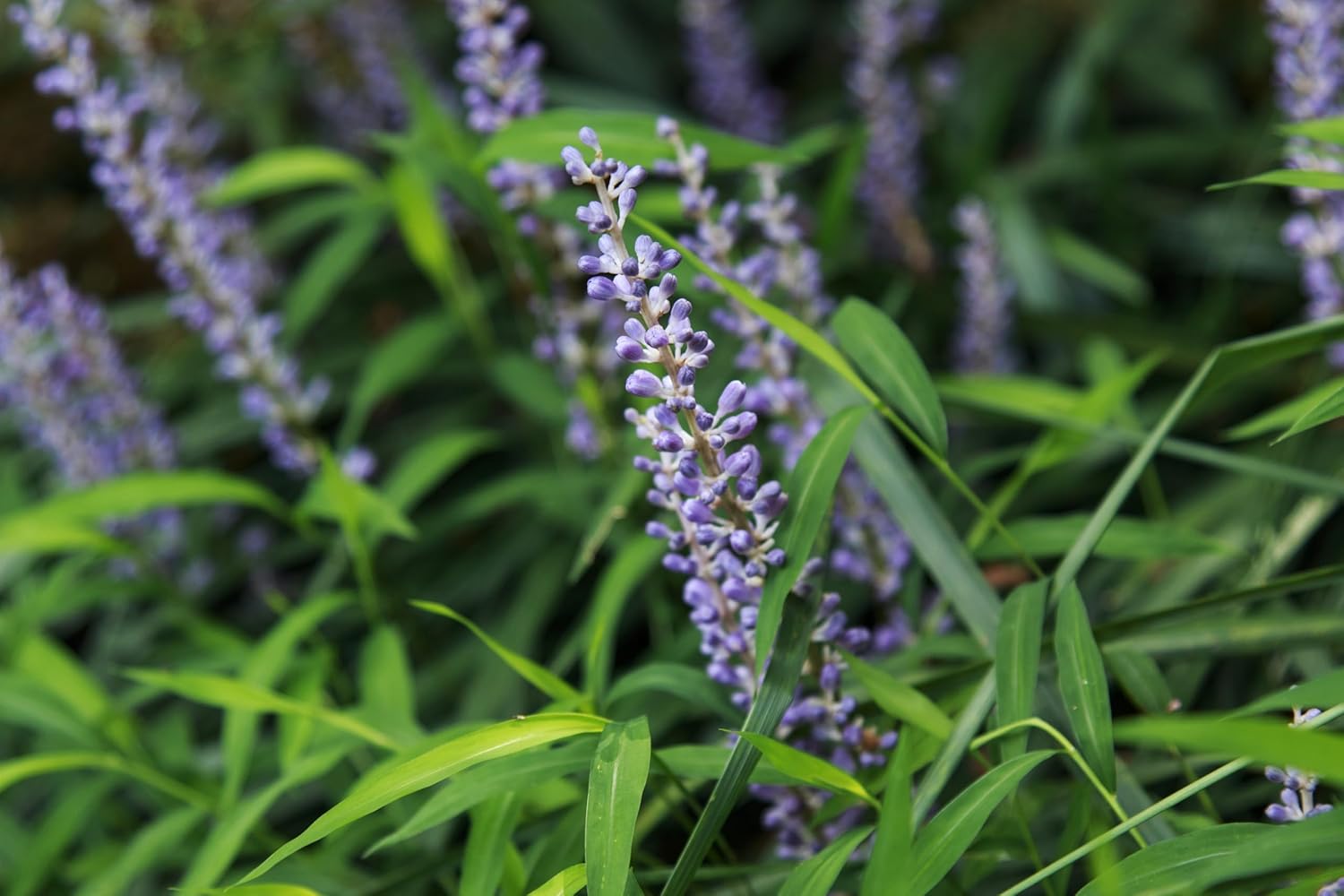 Liriope muscari 'Royal Purple' / Lilientraube