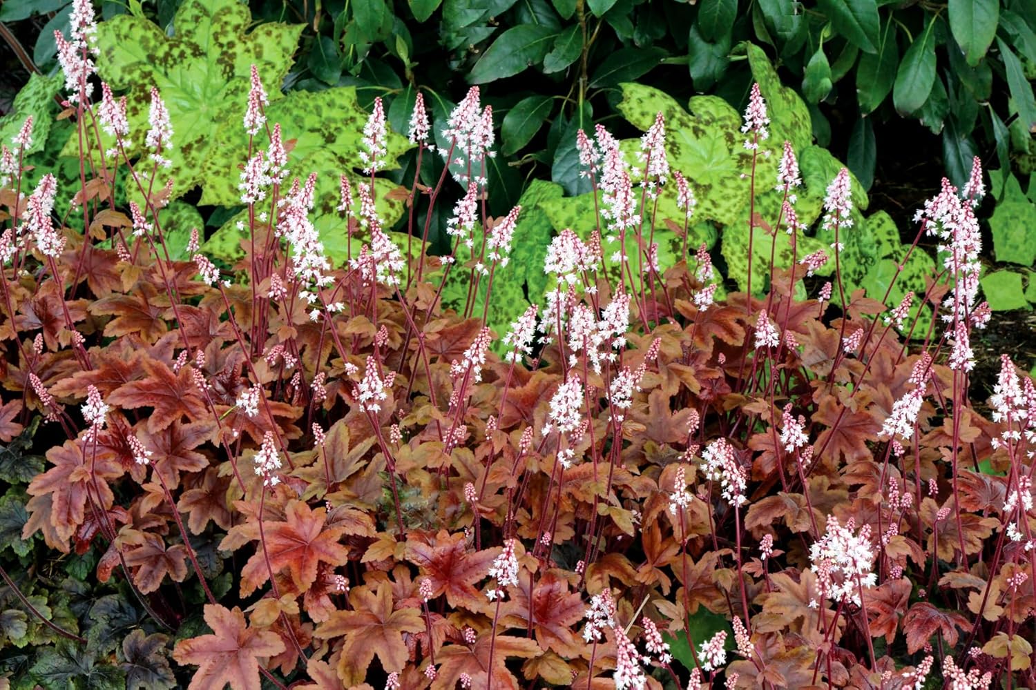 Heucherella Hybride 'Brass Lantern' / Purpurglöckchen