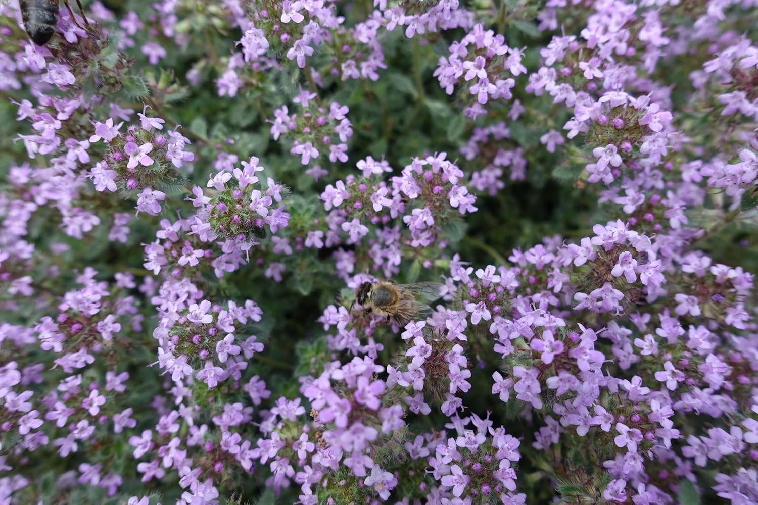 Thymus praecox 'Pseudolanuginosus' / Wolliger Thymian