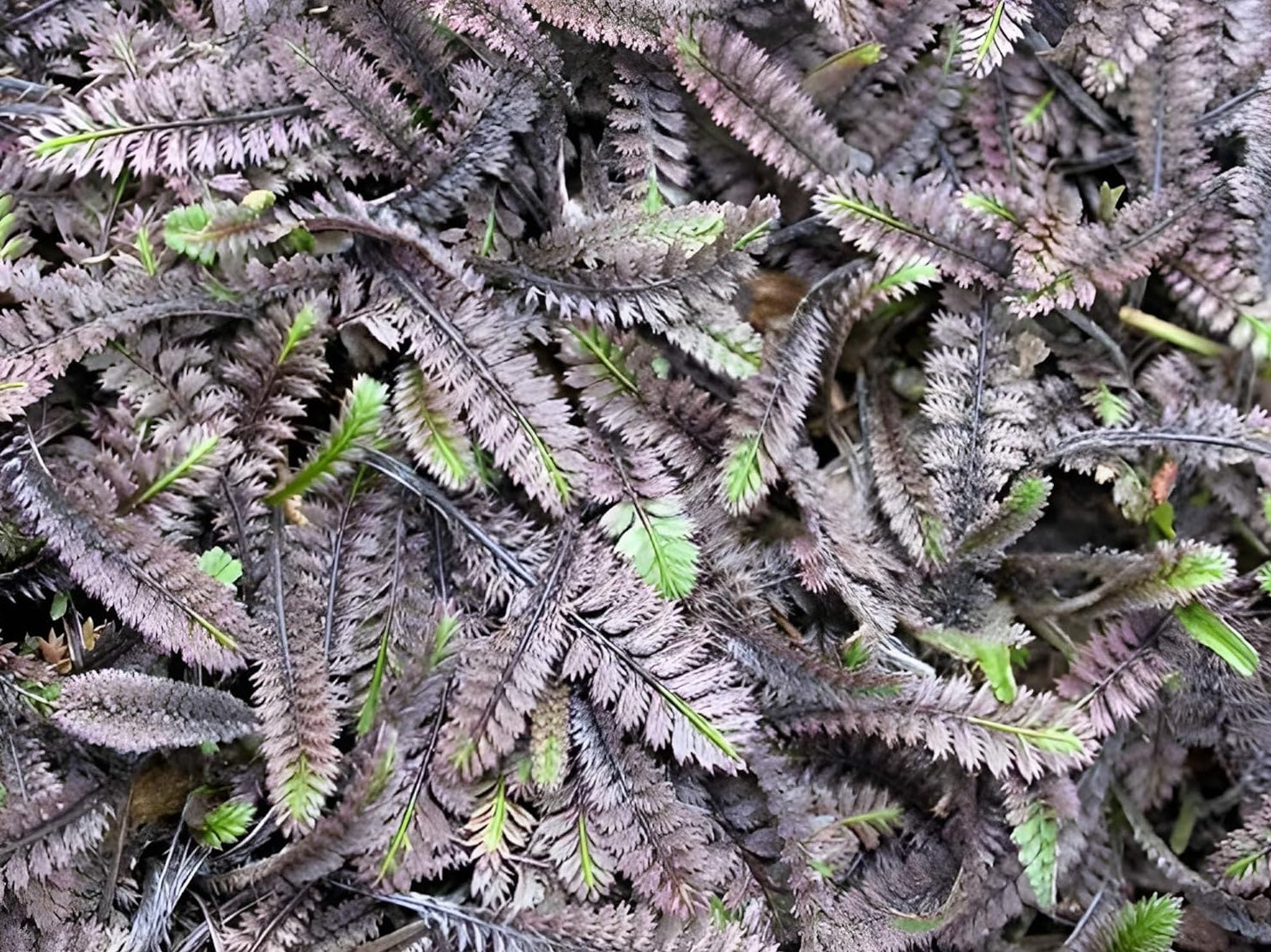 Cotula / Leptinella squalida 'Platts Back'/ Fiederpolster