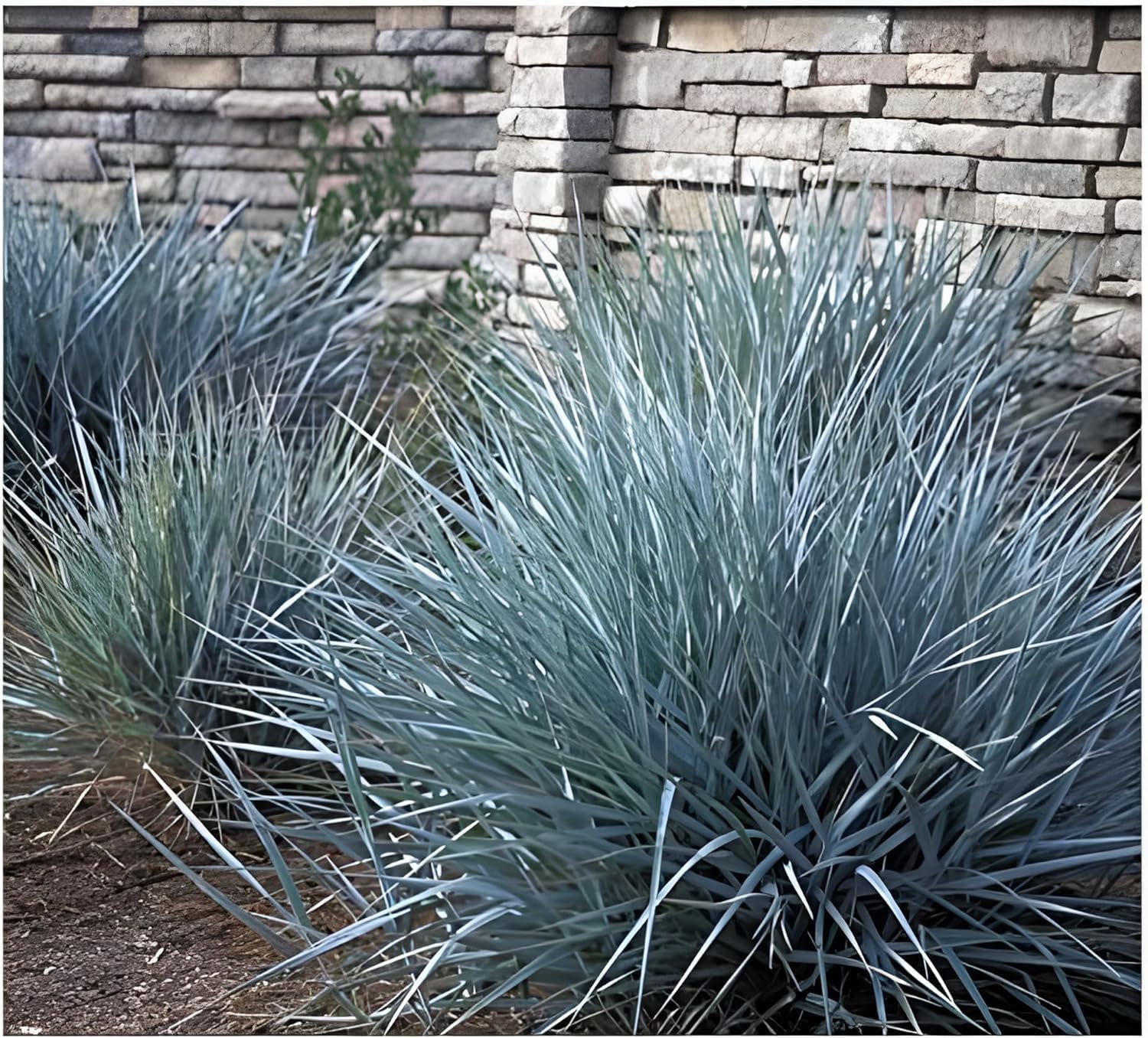 3 x Sylter Strandziergras Kollektion - Drei Gräser, die den Wind der Küste bringen