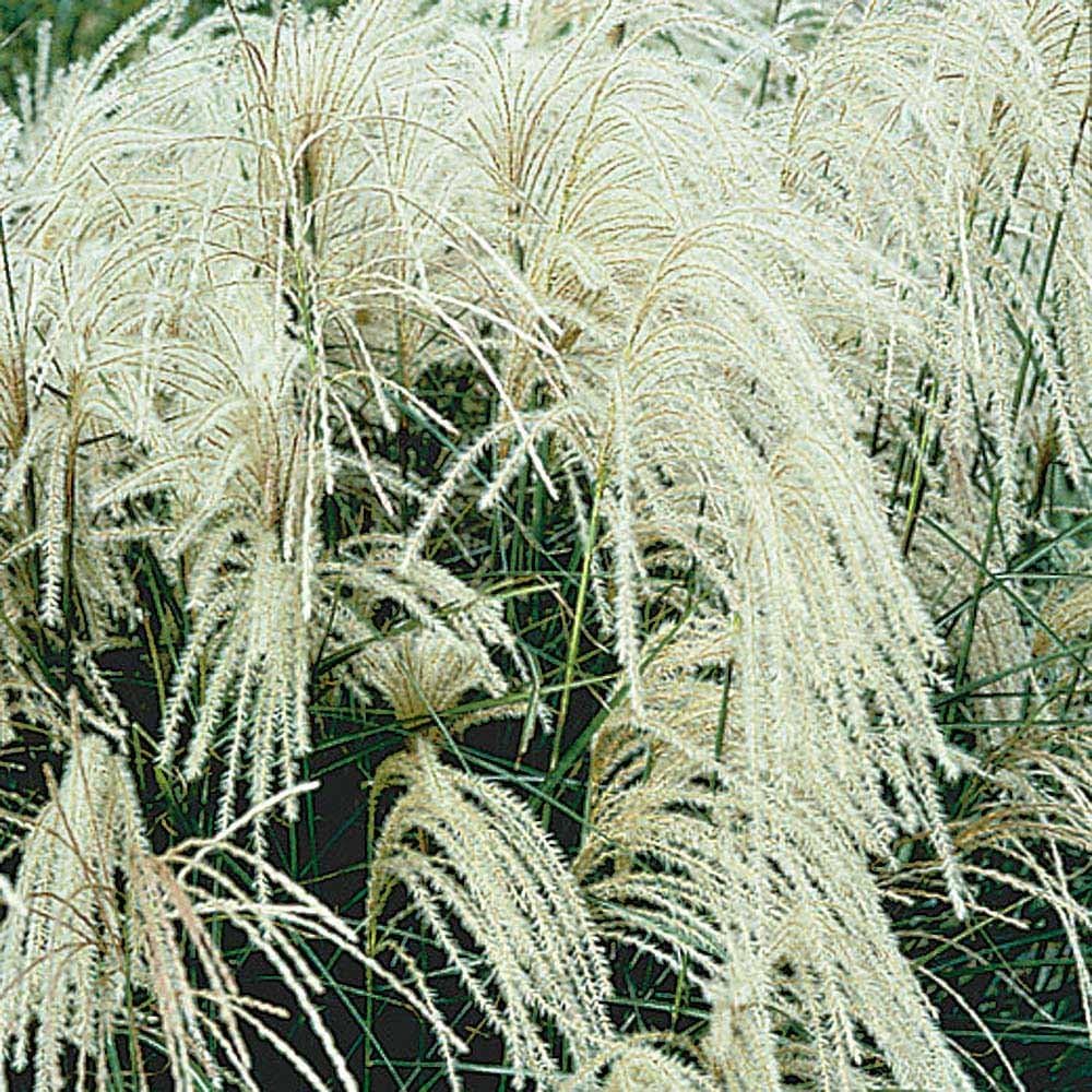 Miscanthus sinensis 'Silberspinne' / Weißes Chinaschilf