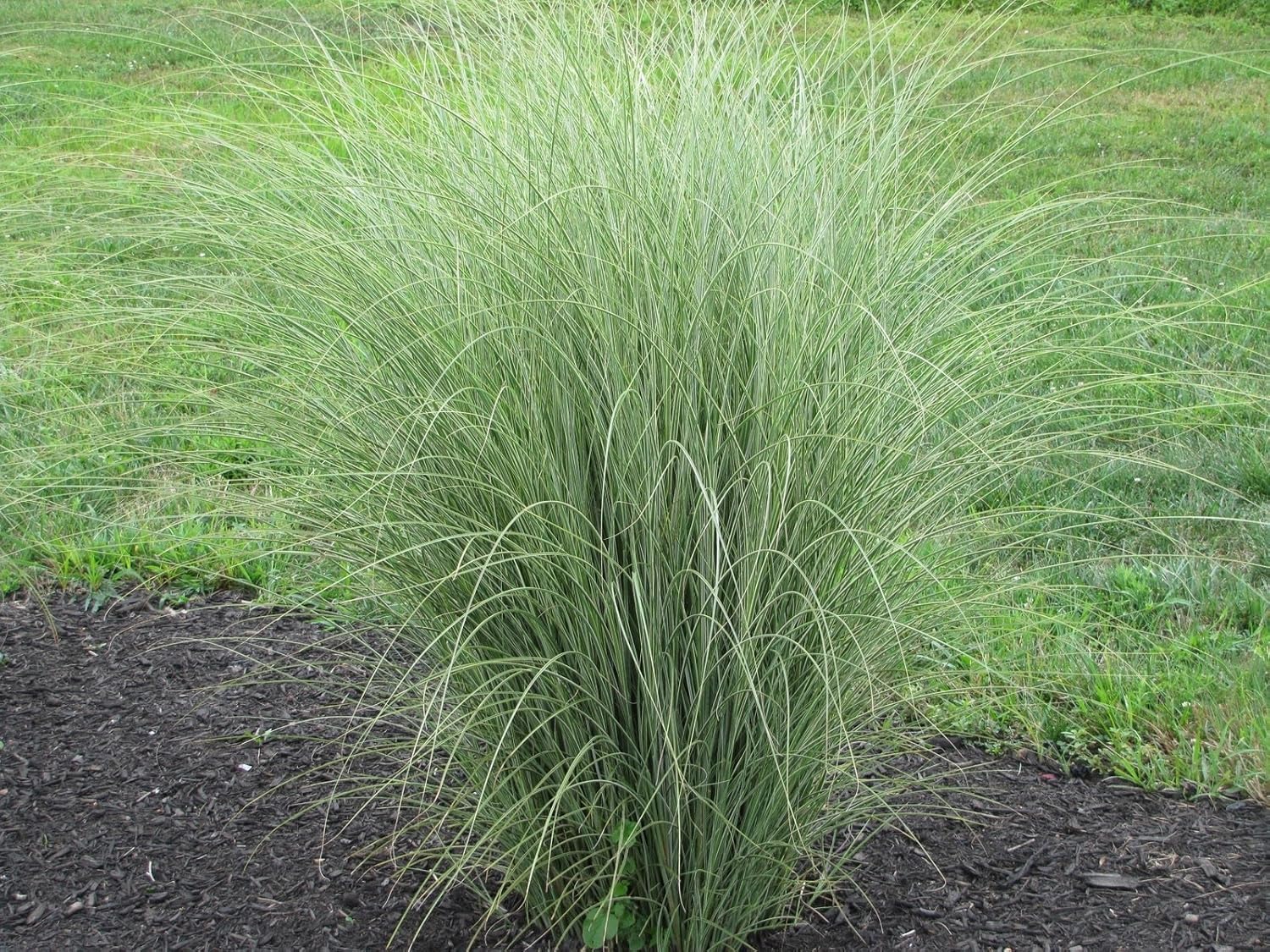 Miscanthus sinensis 'Morning Light' / Buntes Chinaschilf