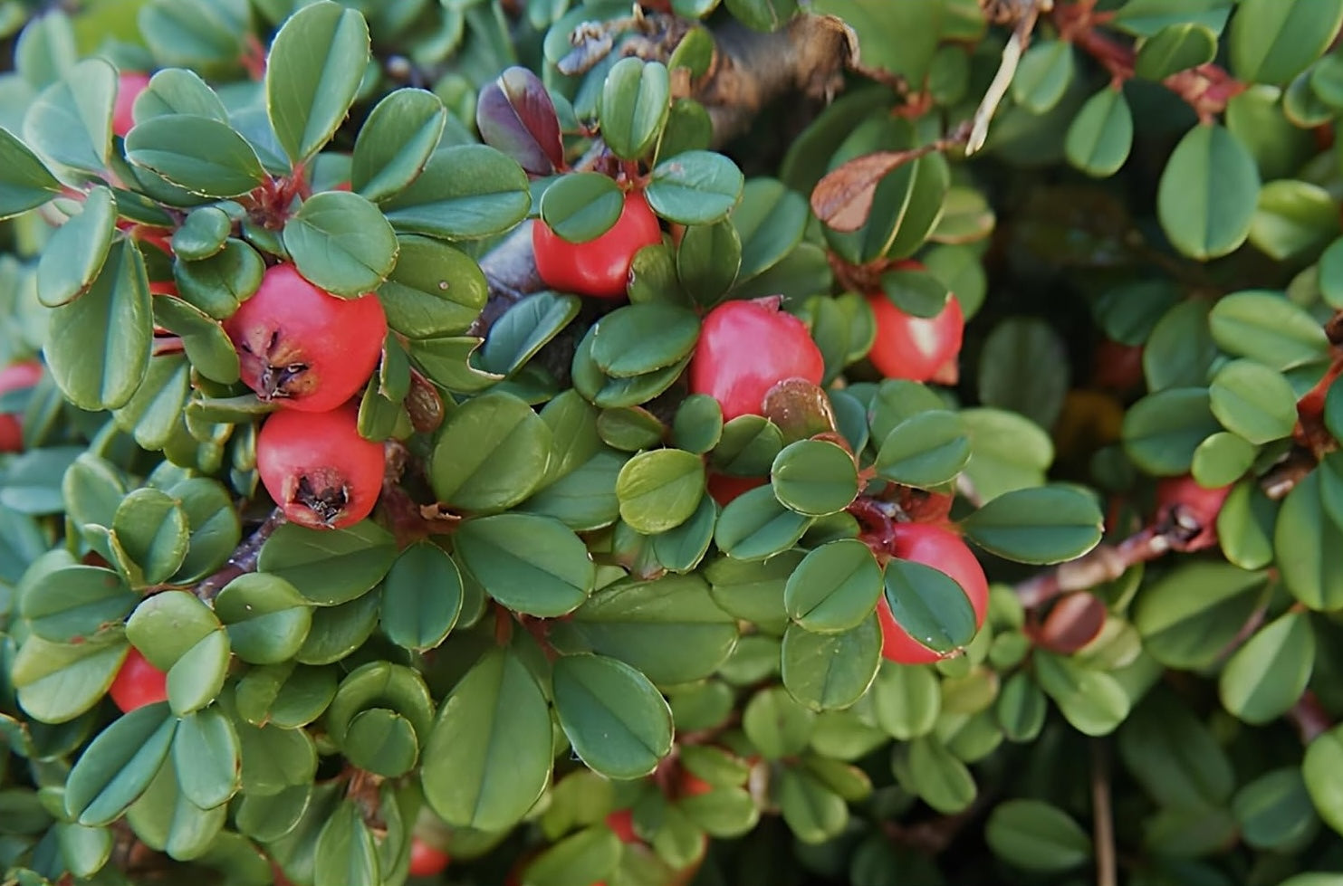 Cotoneaster dammeri 'Stribs Findling‘ / Teppichmispel