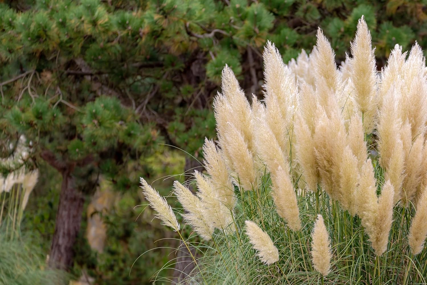 Cortaderia selloana ‚Pumila‘ / Zwerg Pampasgras