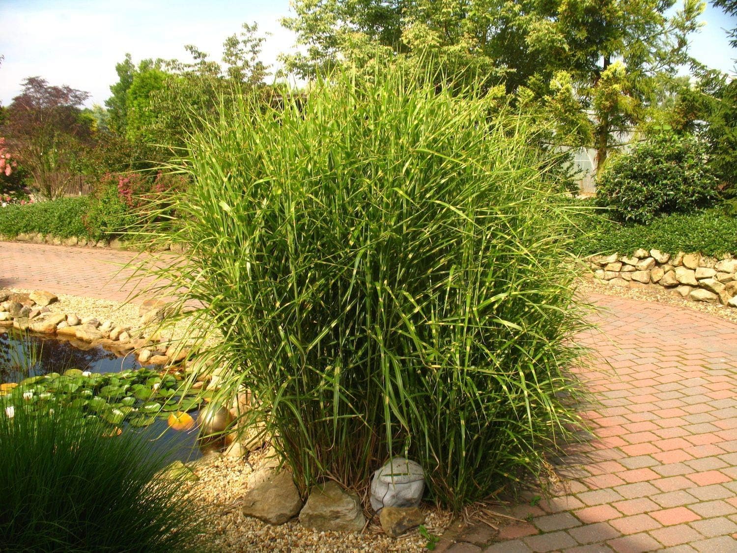 Miscanthus sinensis 'Strictus' / Zebraschilf