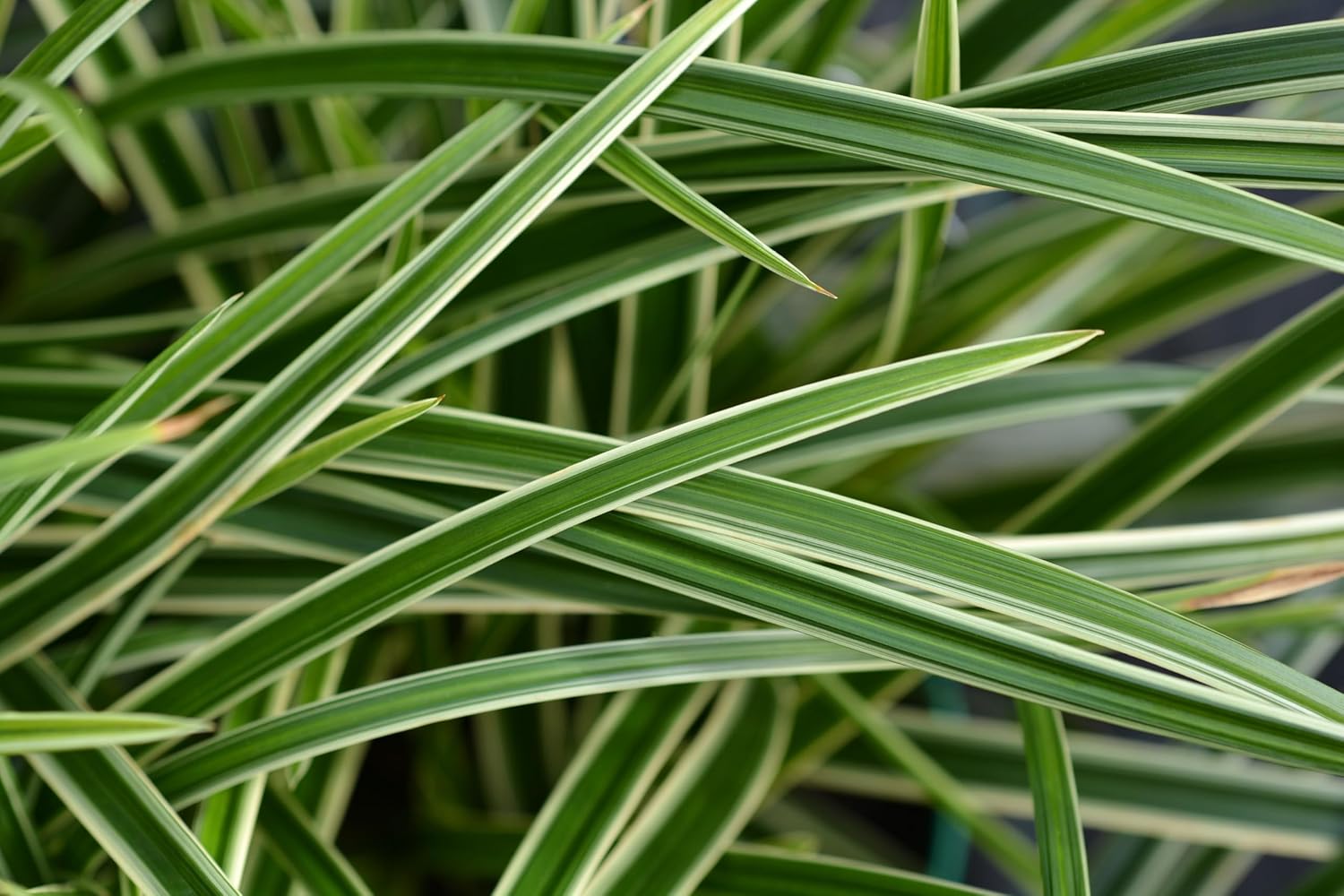 Carex morrowii 'Ice Dance' / Segge