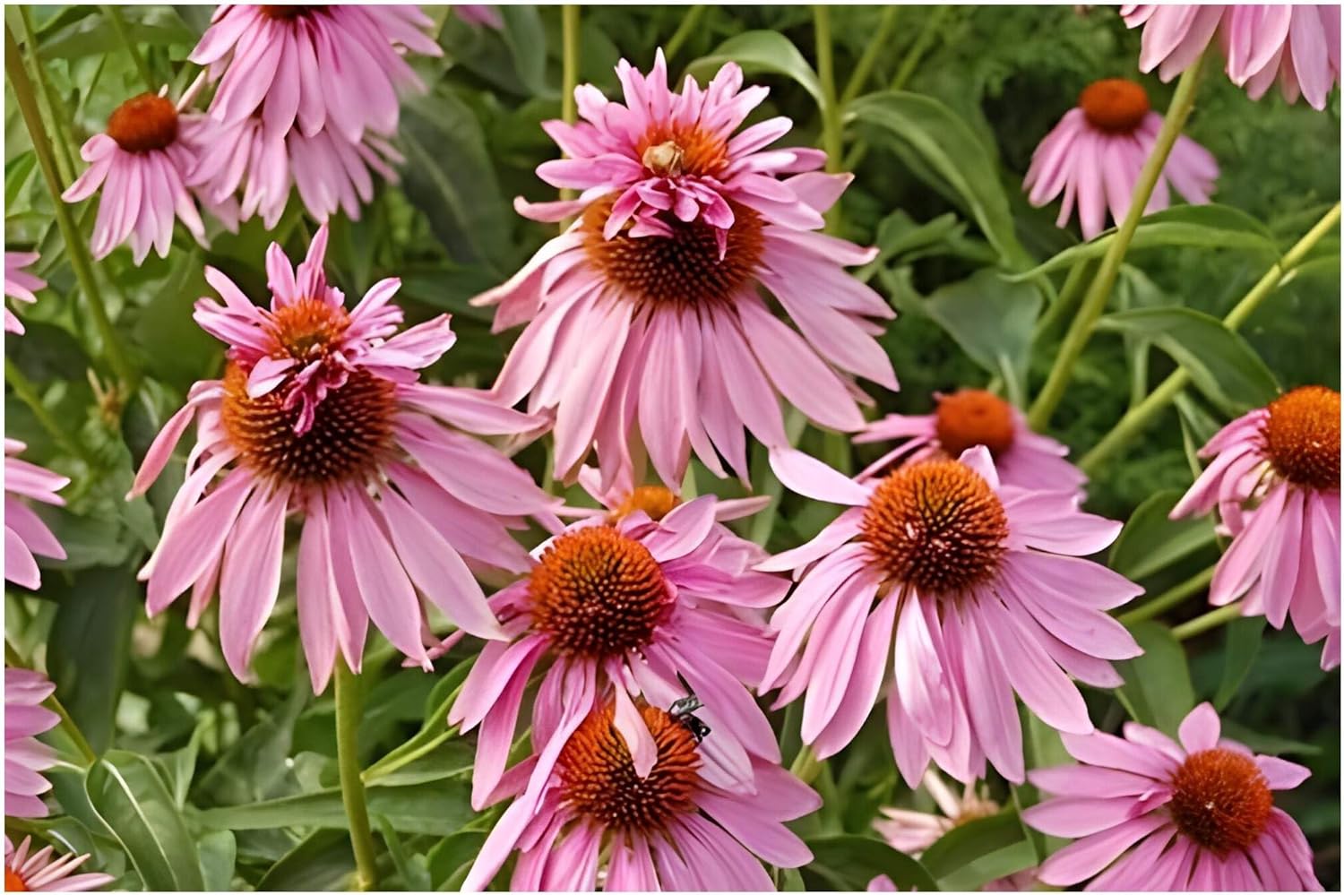 Echinacea purpurea ‚Double Decker' / Scheinsonnenhut