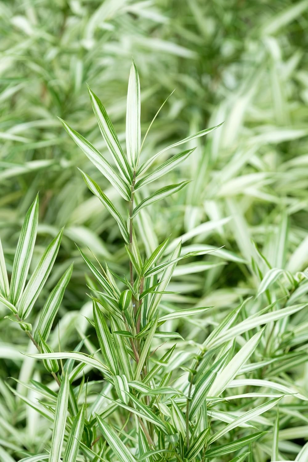 Pleioblastus chino 'Tsuboi' / Bunter Zwergbambus