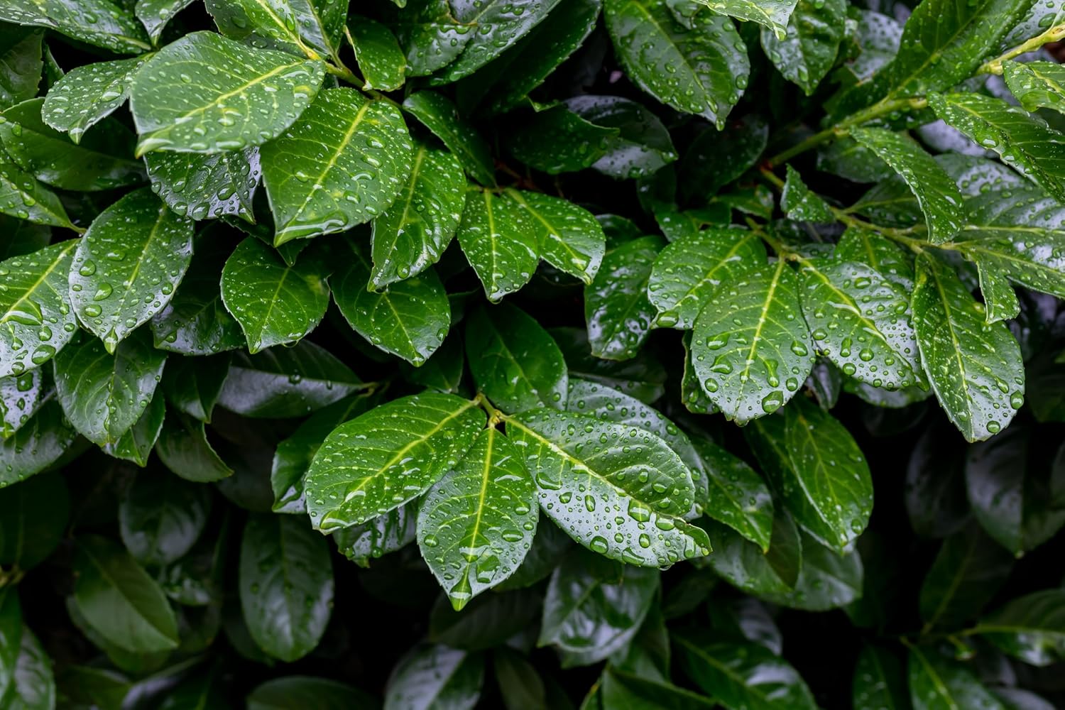 Prunus laurocerasus 'Etna' / Kirschlorbeer